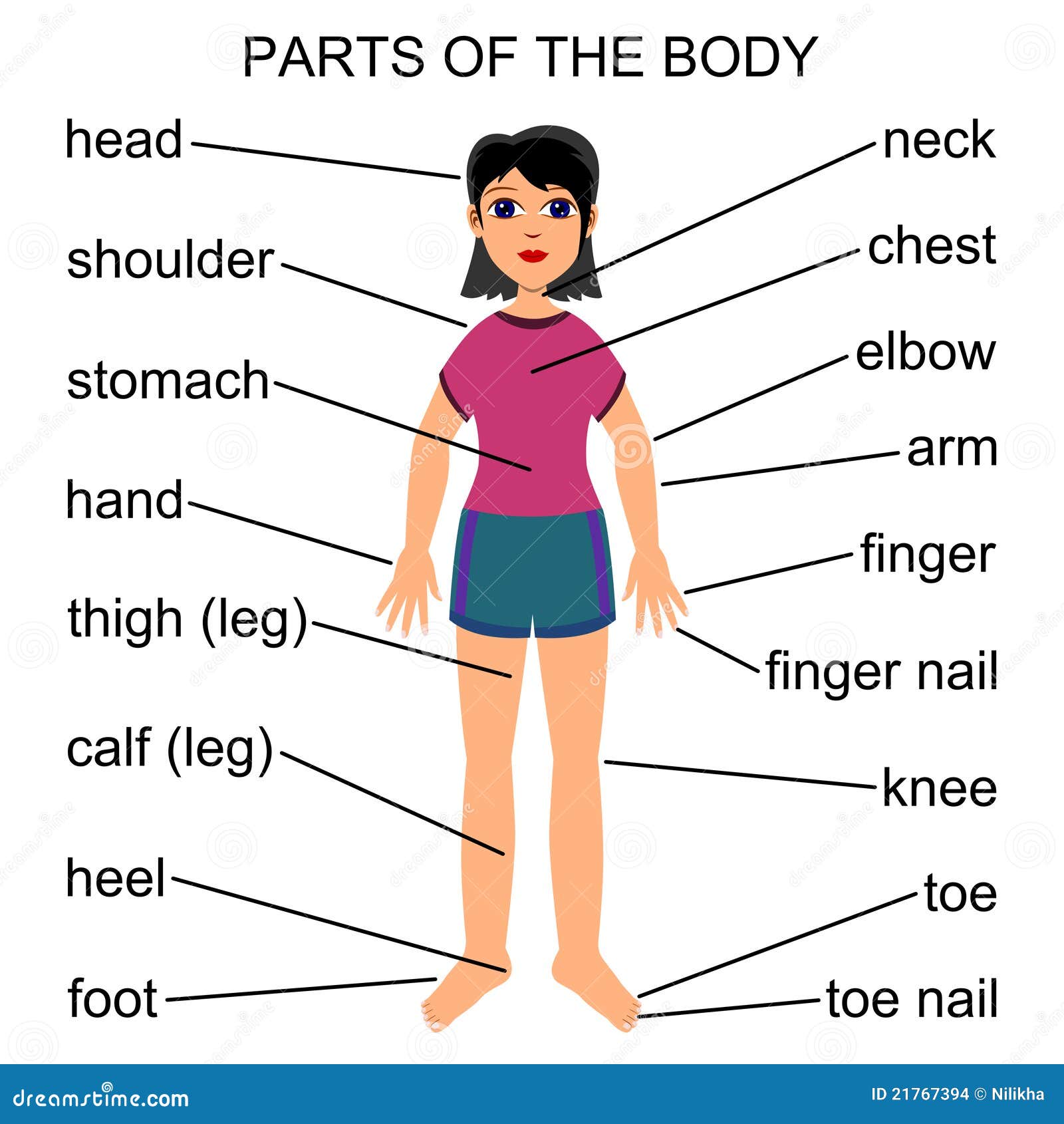 Anatomy Of The Human Body Parts