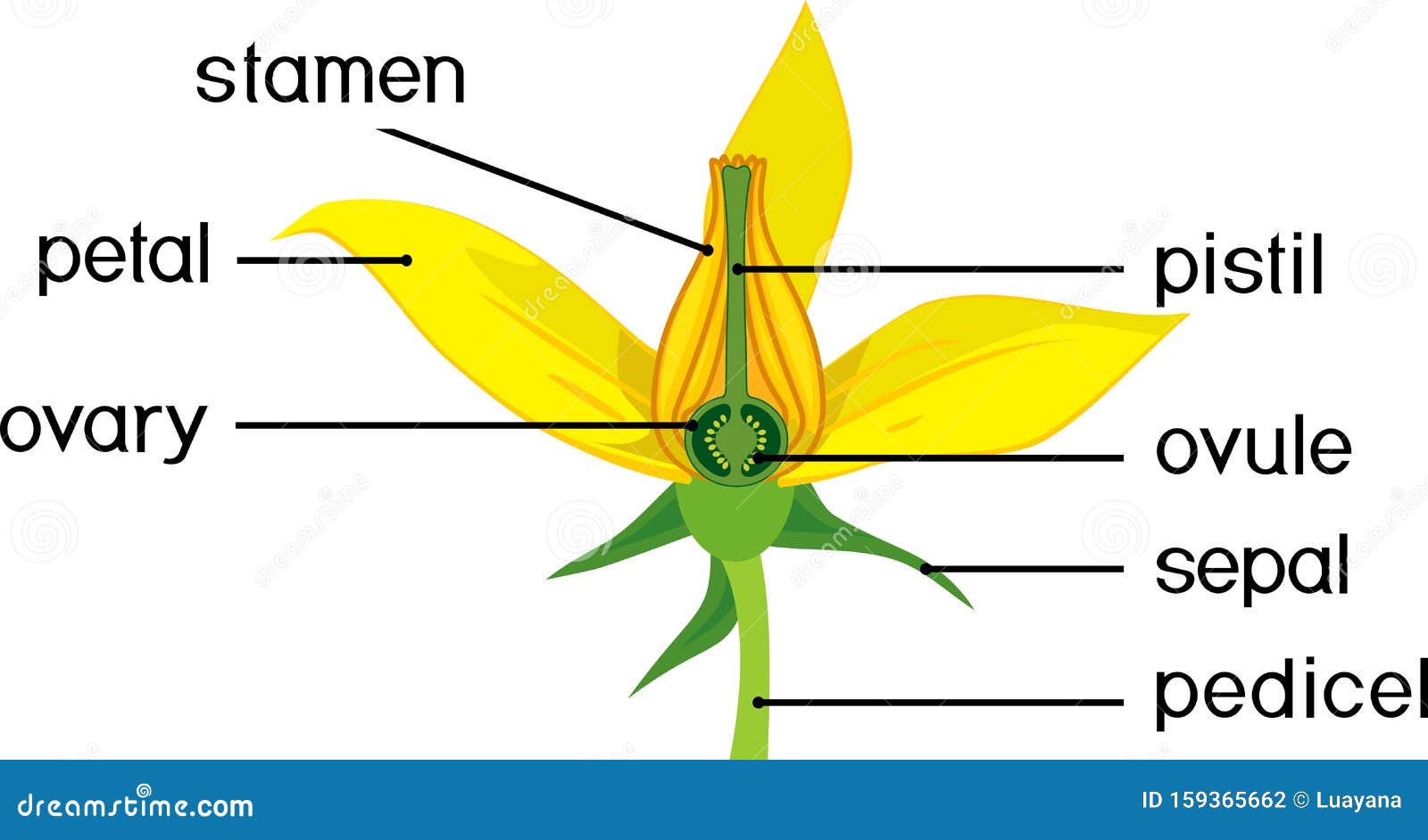 Parts Of Flower. Morphology Of Tomato Plant Flower With Titles Stock