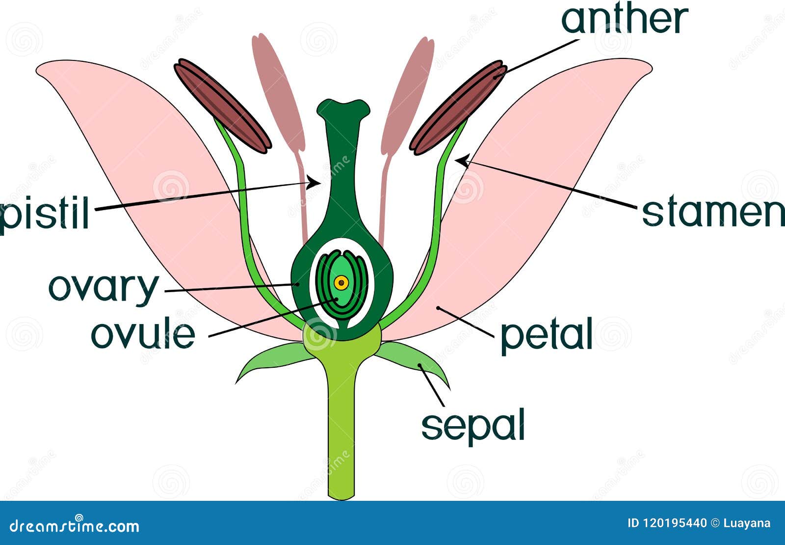 parts of flower with titles. cross section of typical angiosperm flower