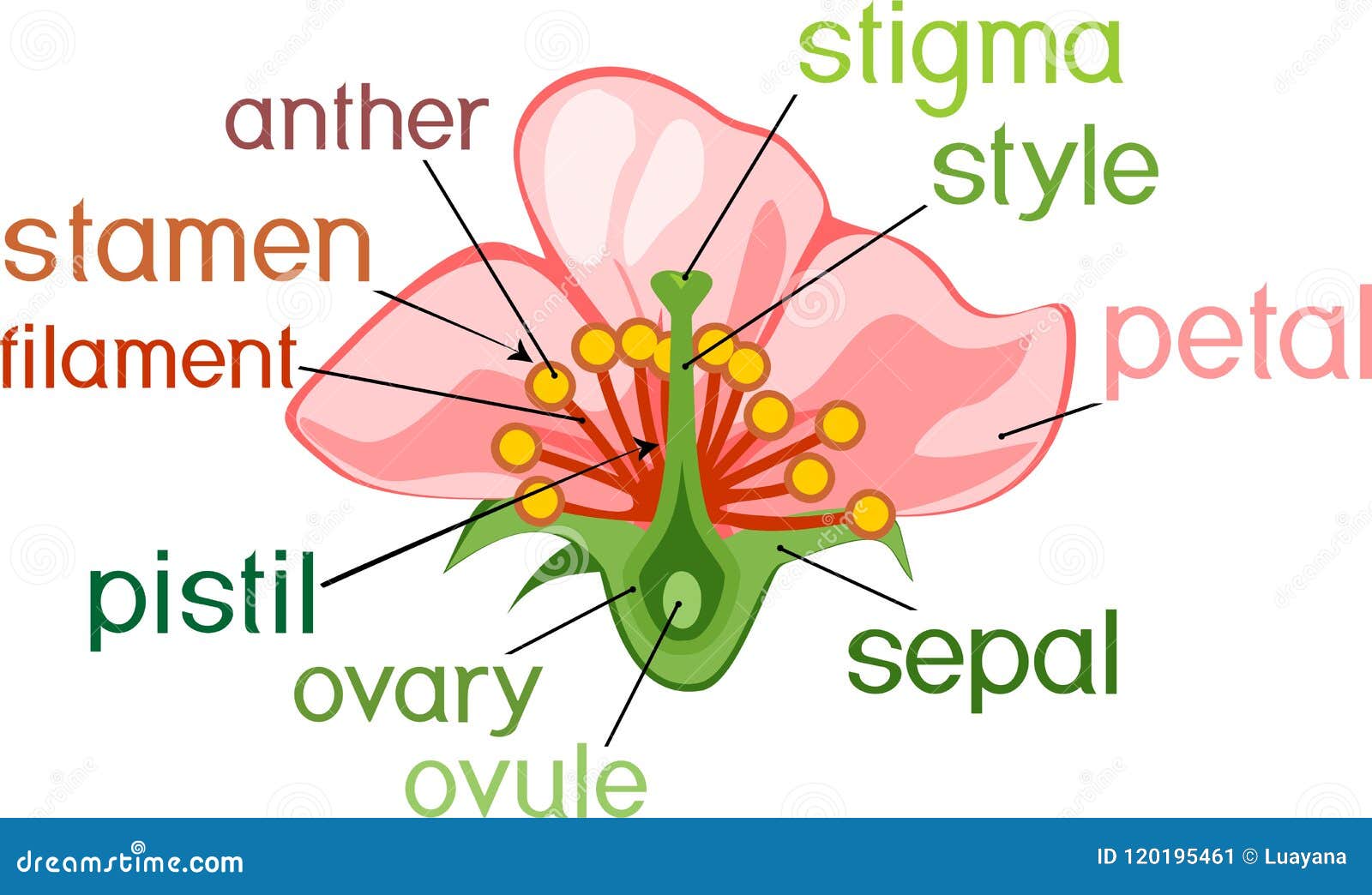 parts of flower with titles. cross section of typical angiosperm flower
