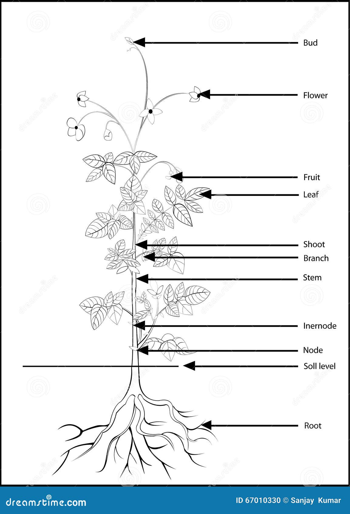 How to Draw different parts of plants | Plant Anatomy Drawing | science ...  | Science drawing, Anatomy drawing, Easy drawings