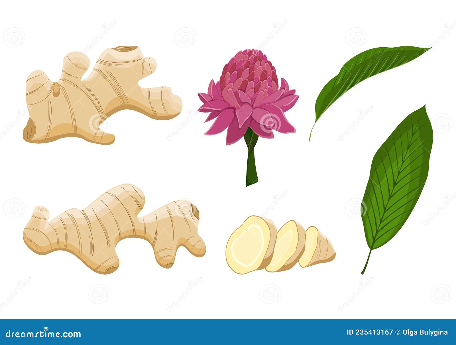 Parts of Ginger Root, Leaves, Flower. Set of Plants in Vector. Pieces