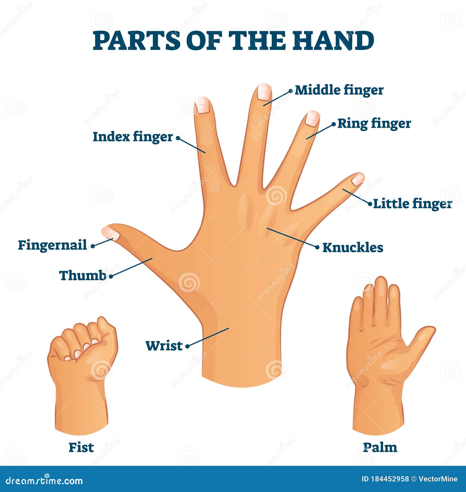 Parts Of A Hand Palm