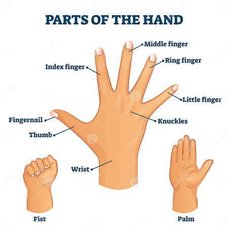 Parts of the Hand Vocabulary Vector Illustration Stock Vector ...