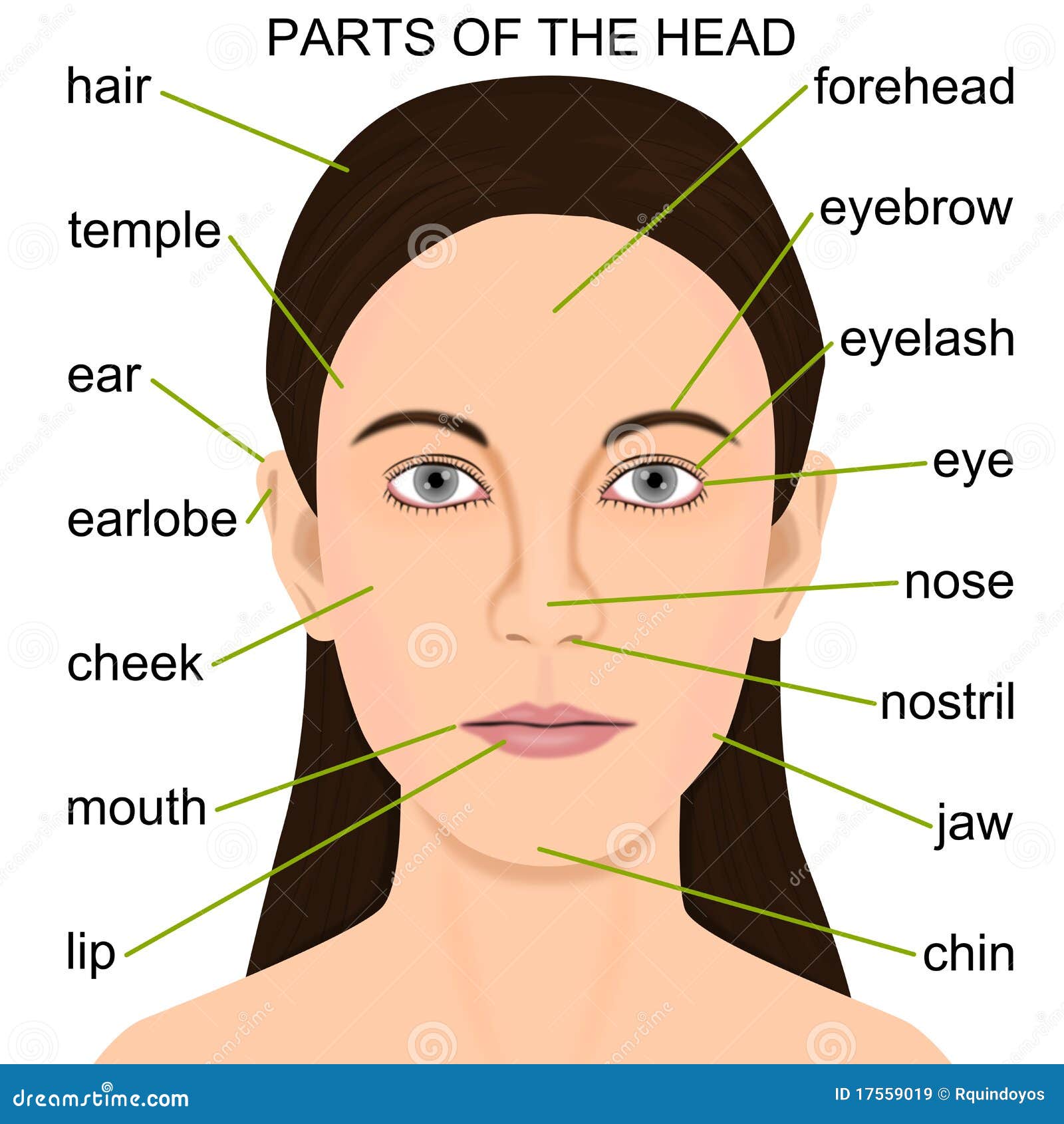 Parts of the head stock illustration. Illustration of temple - 17559019