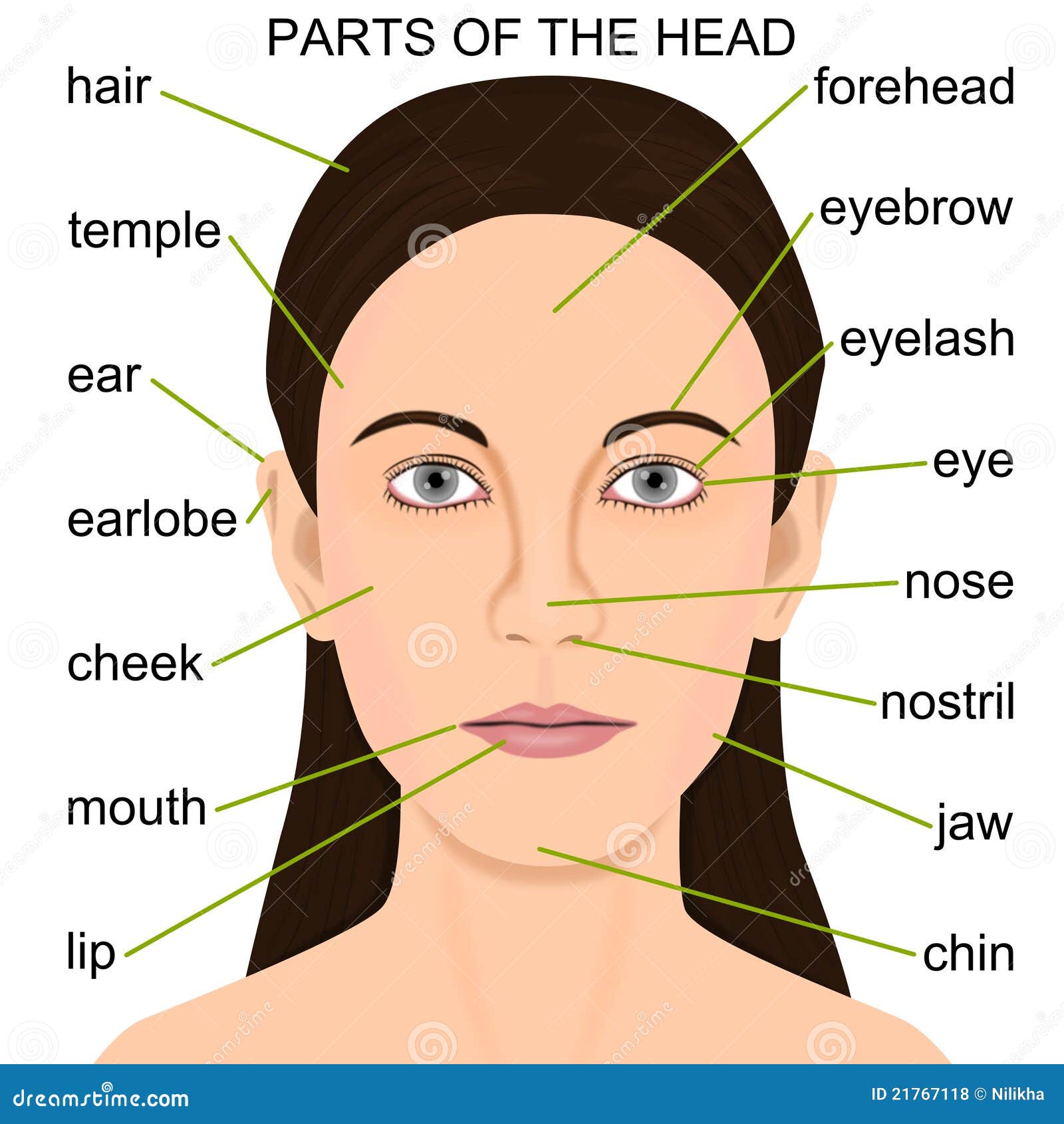 Parts of the head stock illustration. Illustration of head - 21767118