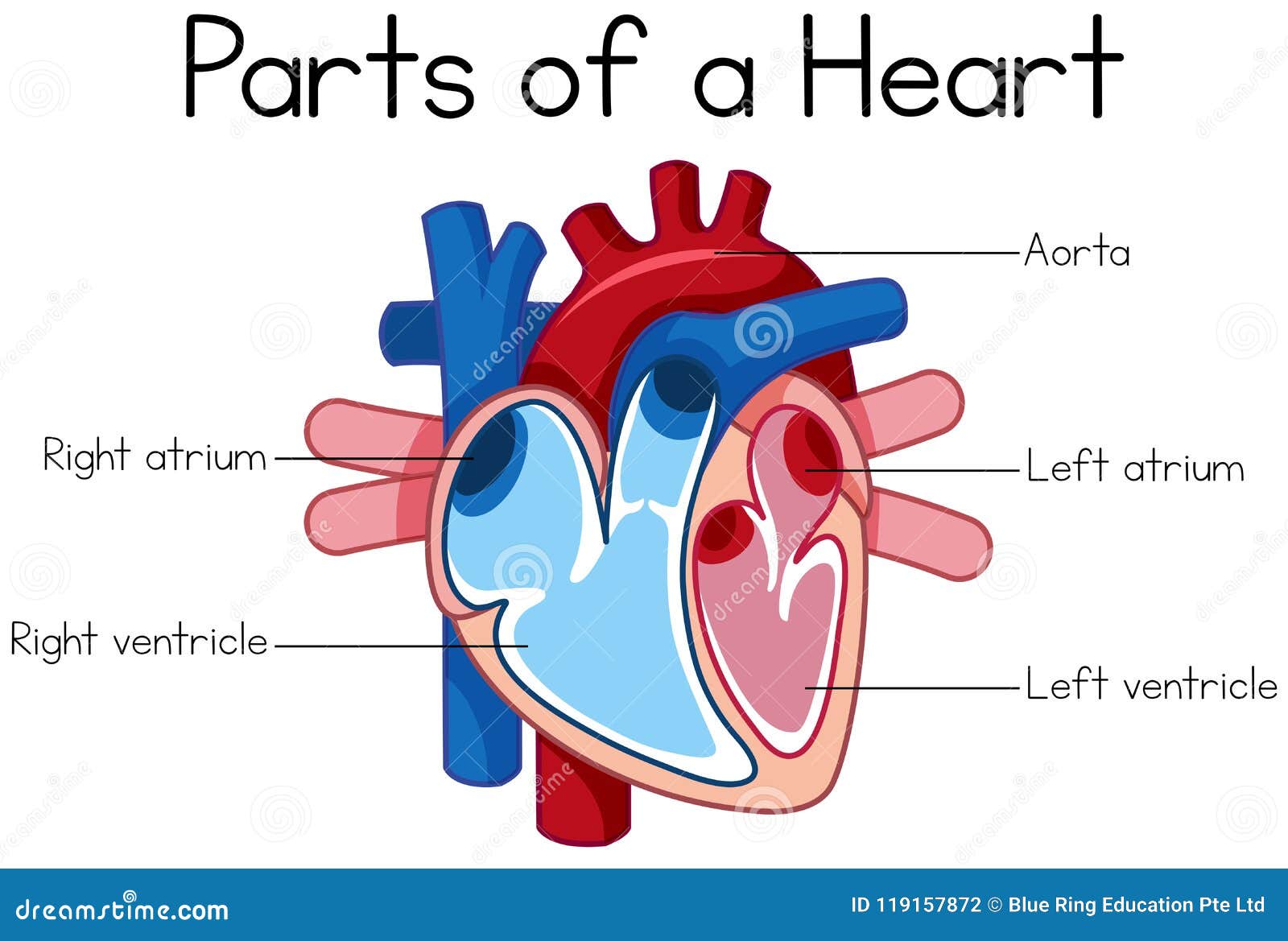 Parts of heart diagram stock vector. Illustration of human ...