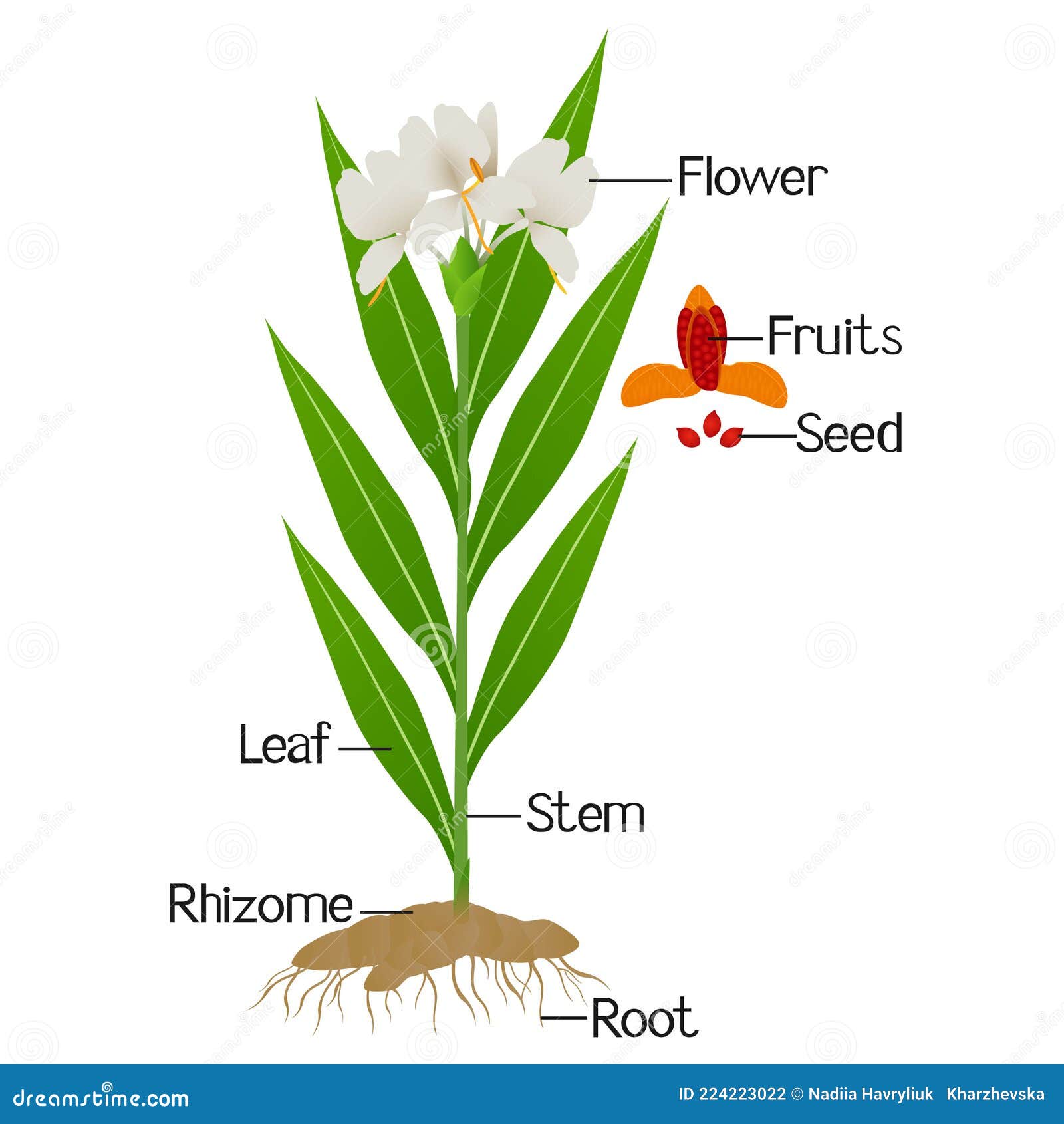 Parts of Hedychium Coronarium Ginger Plant Isolated on a White. Stock ...