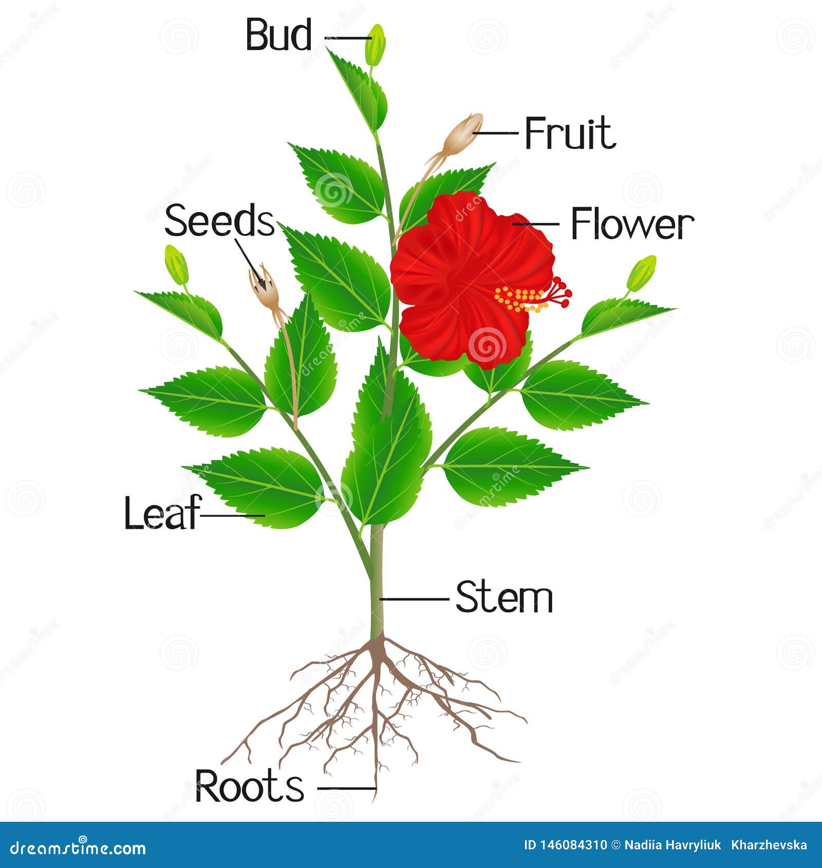 A Diagram Of A Hibiscus Flower Eveliza Tumisma