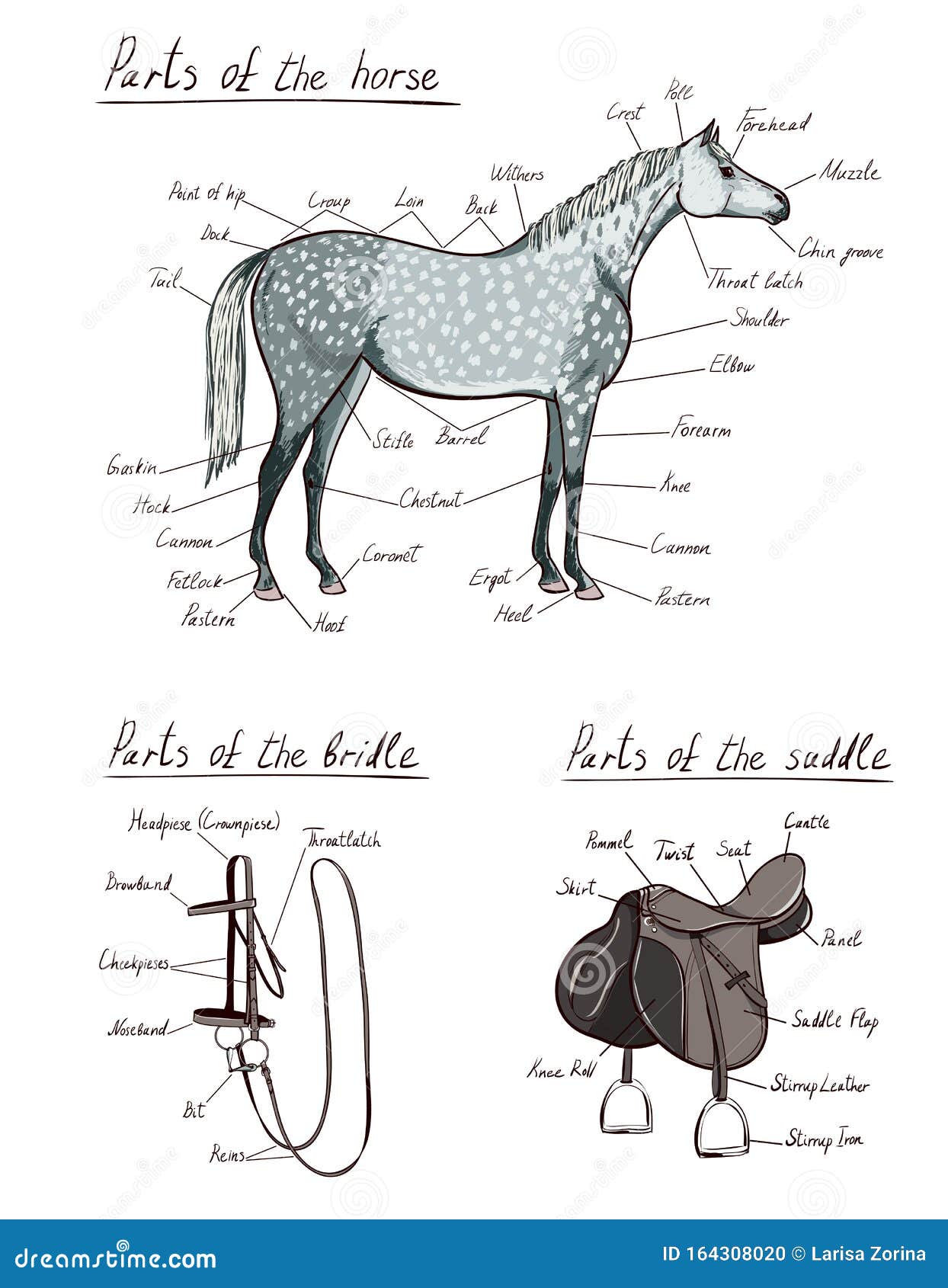 Parts of Horse, Saddle, Bridle Set. Equine Anatomy. Equestrian Within Parts Of The Horse Worksheet