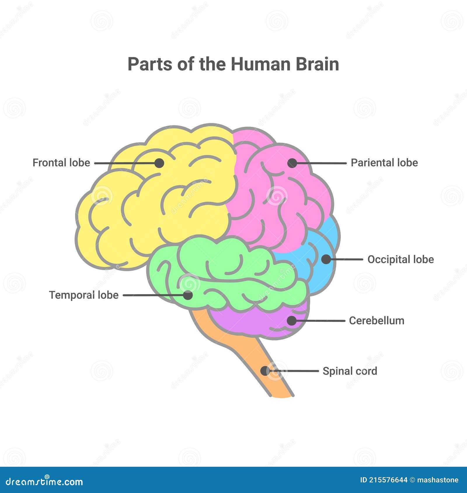 parts-of-the-human-brain-human-brain-anatomy-diagram-vector-isolated