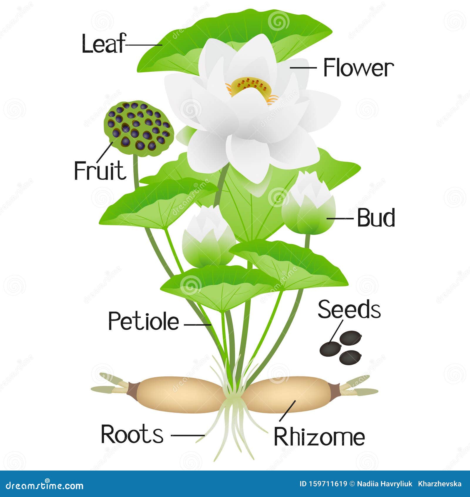 Parts Of Lotus Plant On A White Background. Stock Vector