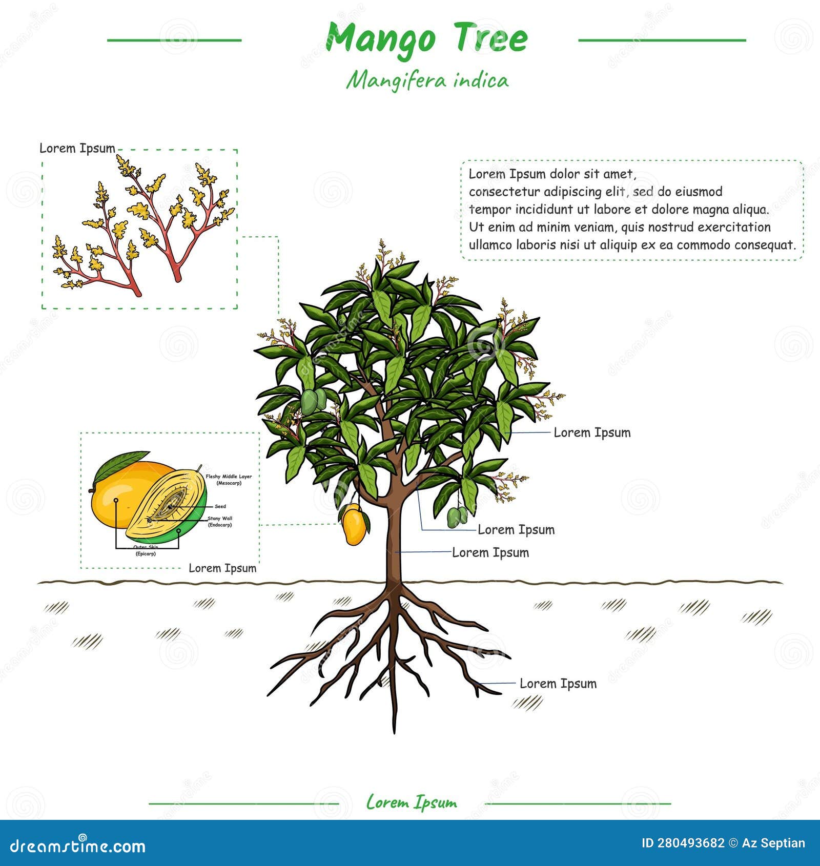 Mango branch hand draw vintage clip art isolated on white background #Ad ,  #ad, #draw#vintage#hand#Mang… | Tree tattoo black, Clip art vintage, Tree  drawings pencil