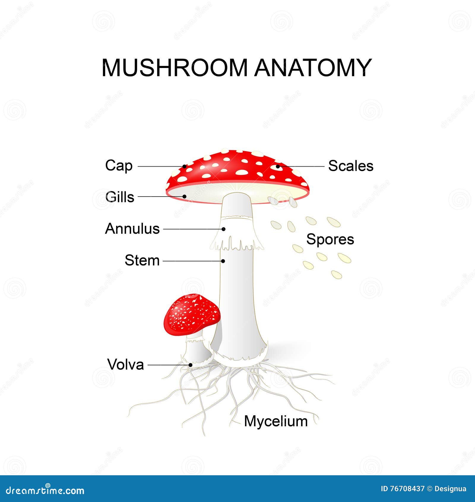 parts of a mushroom. amanita