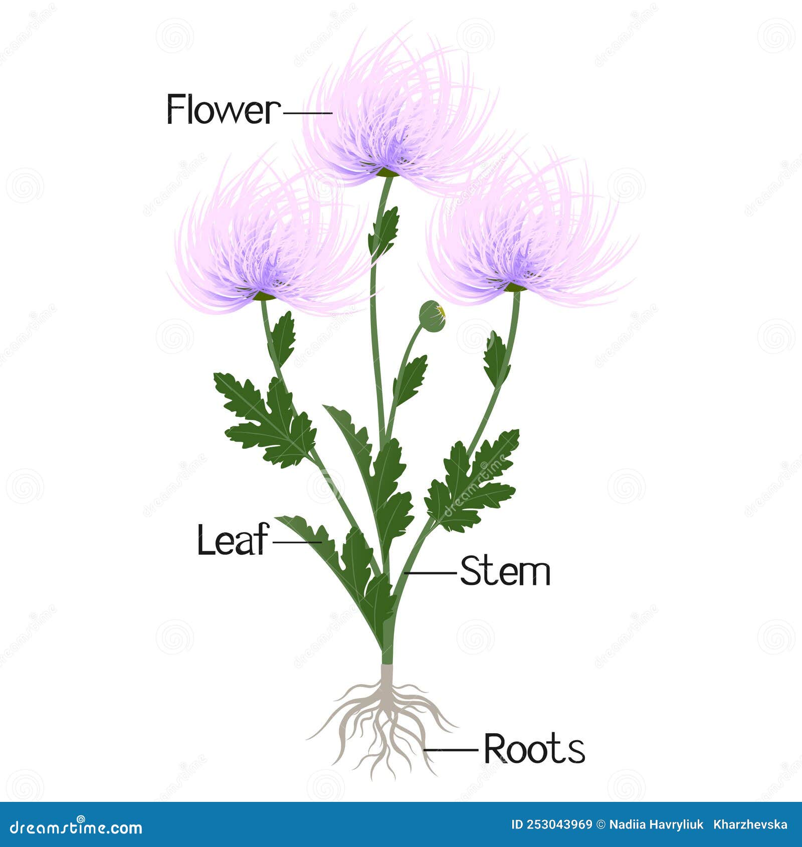 Parts Of A Needle Chrysanthemum Plant Isolated On A White Background ...