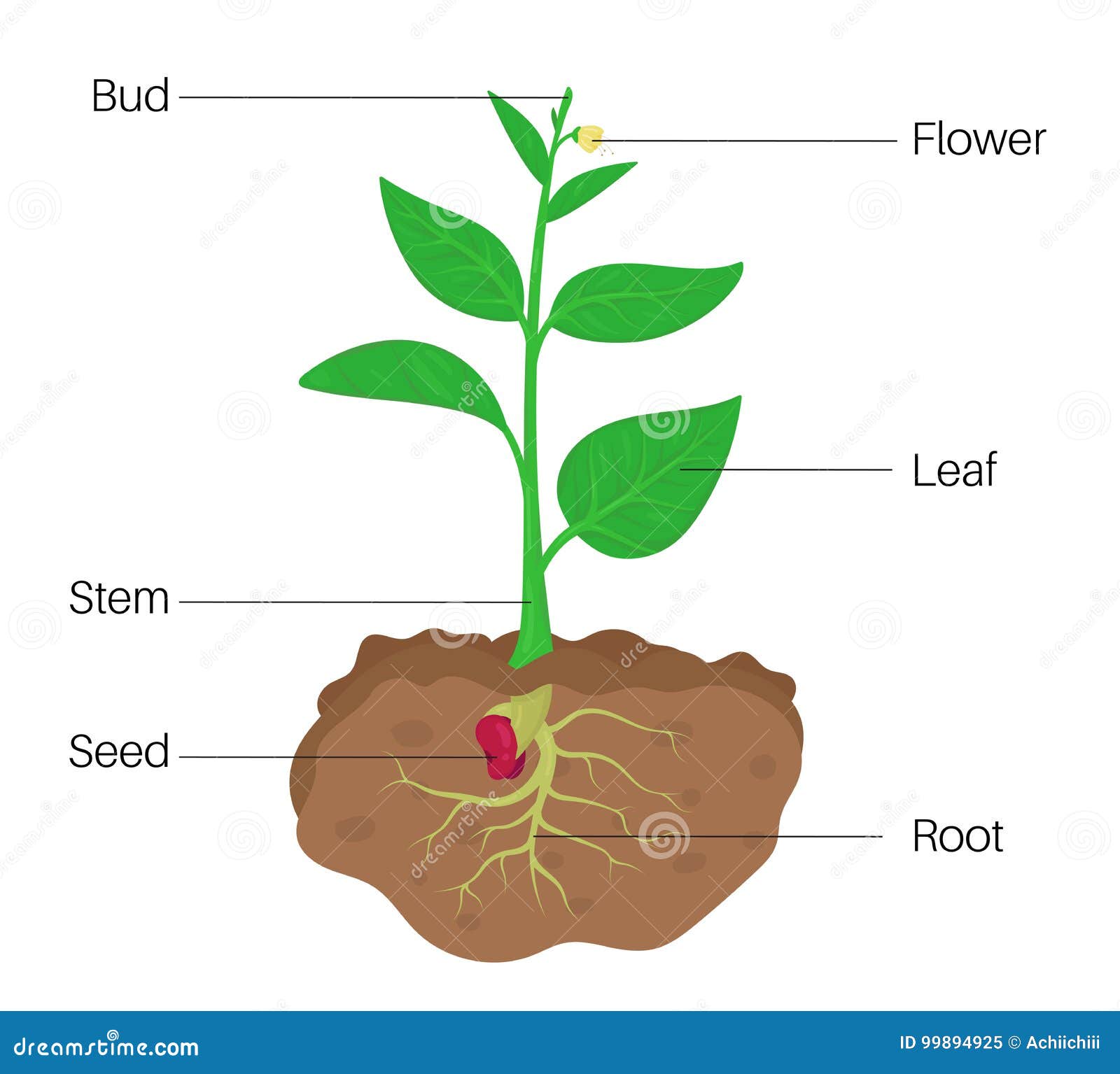 Plant Parts Bud Stock Illustrations – 294 Plant Parts Bud Stock ...