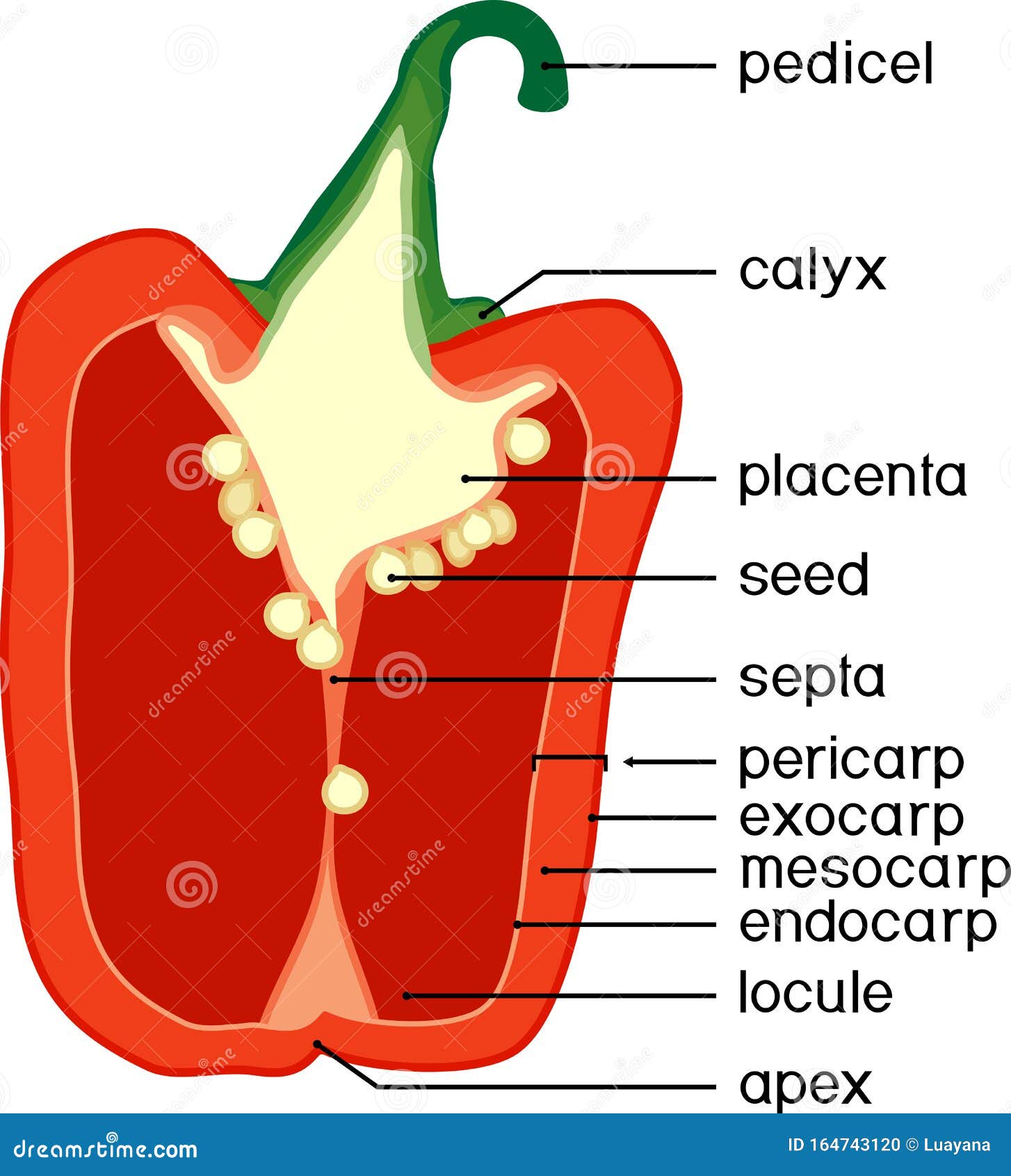 Parts of Plant. Morphology and Anatomy of Pepper Ripe Red Fruit Stock Vector Illustration of