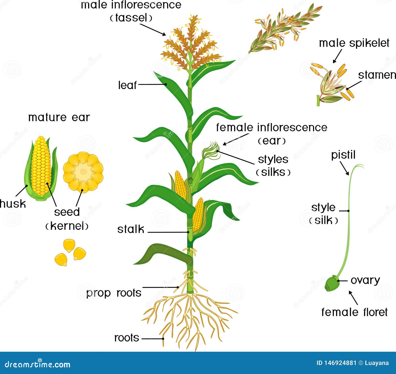Draw A Well Labelled Diagram Of A Maize Gram Biology | Sexiz Pix