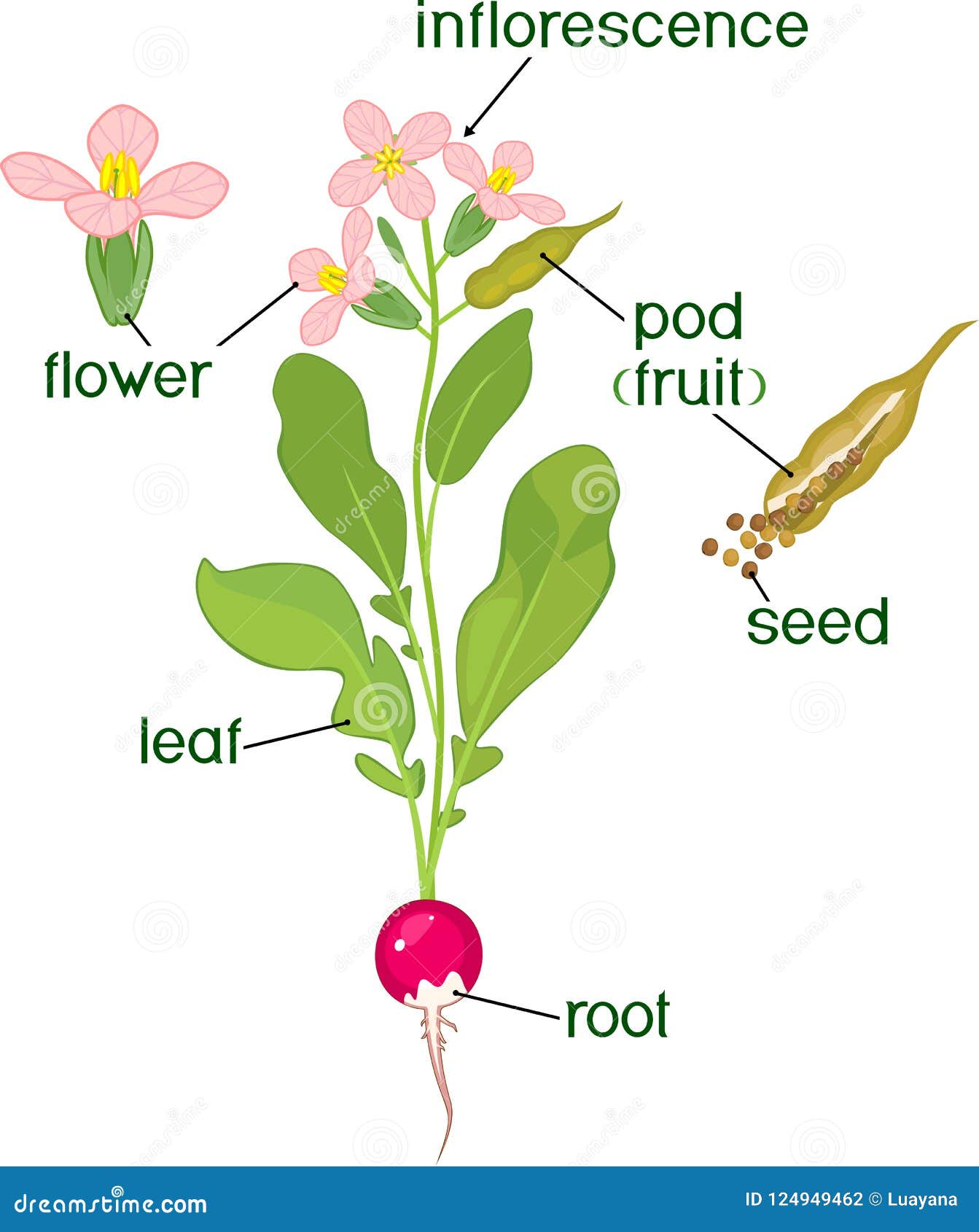Кому преподнесли цветок редиса. Редис части растения. Строение цветка редиса. Части цветка редьки. Редис крестоцветное растение.