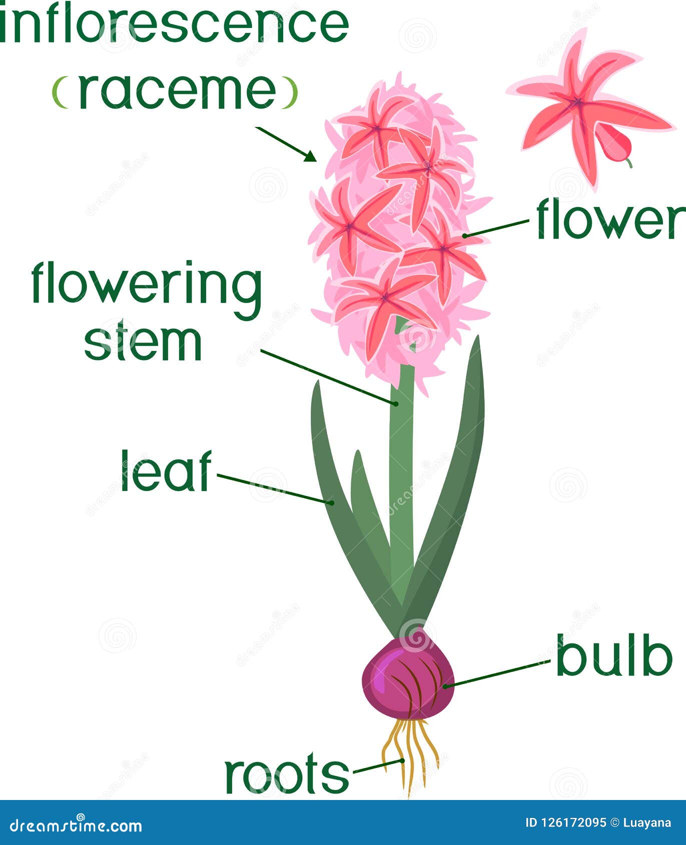 Parts of Plant. Morphology of Hyacinth with Green Leaves, Flower, Bulb ...