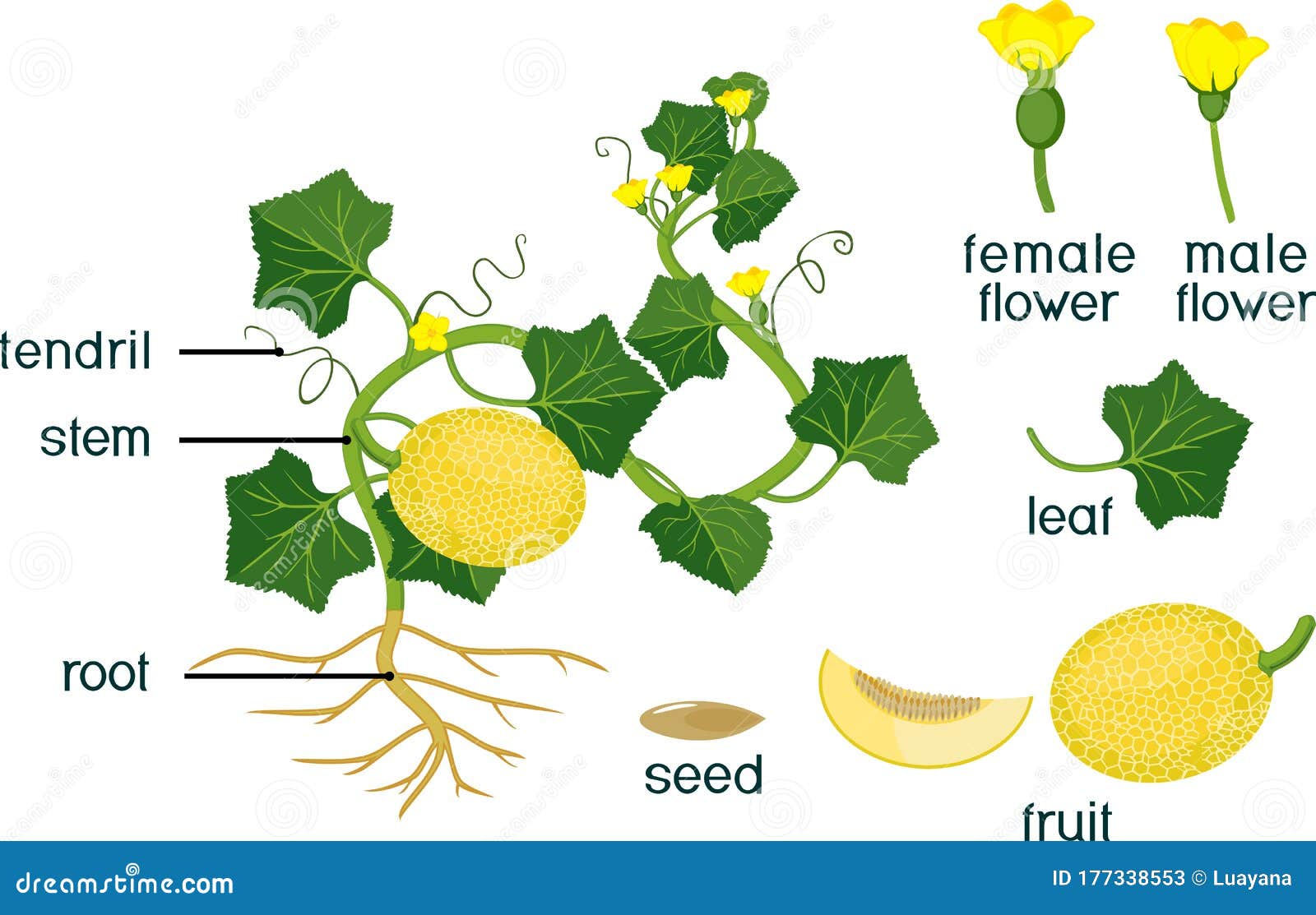 Формула дыни. Листья дыни. Строение дыни. Цветок дыни. Строение цветка дыни.