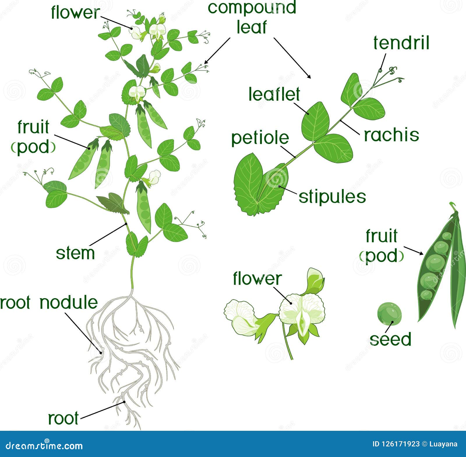 Pea Plant Growth Chart