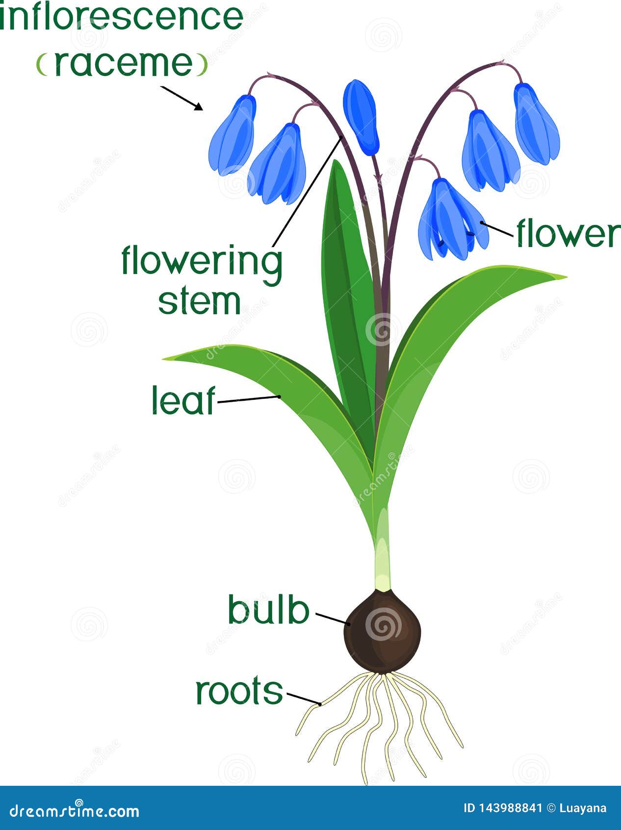 Morphology of Siberian Squill or Scilla Siberica Plant with Green ...