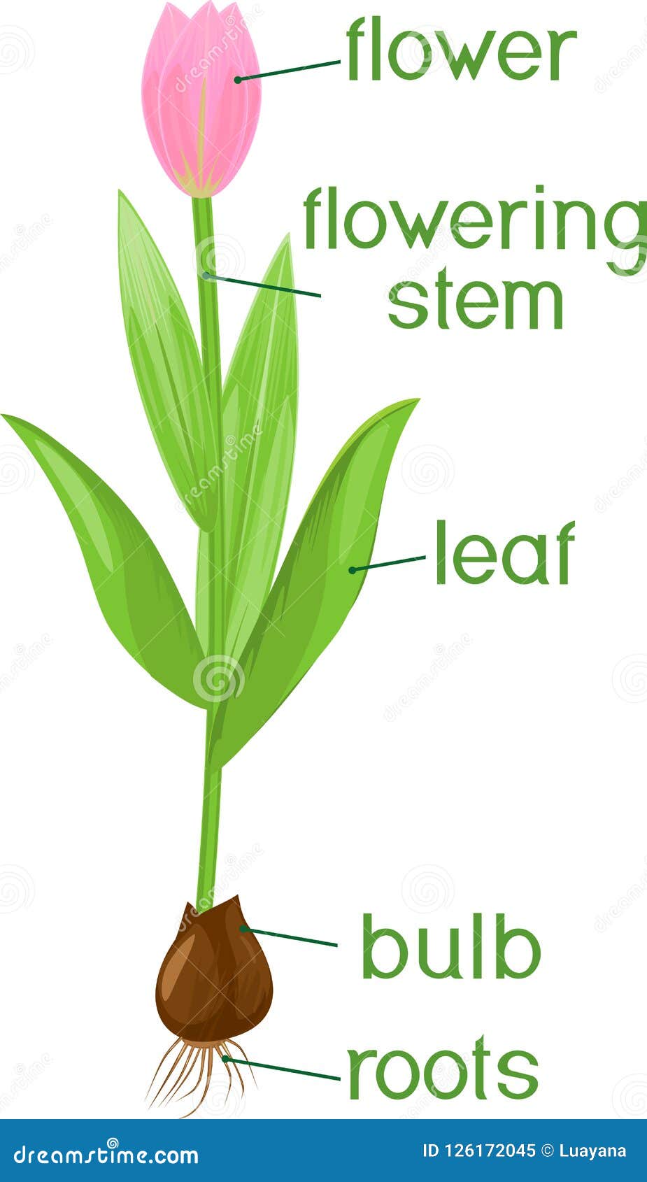 [DIAGRAM] A Diagram Of Tulip Bulb - MYDIAGRAM.ONLINE