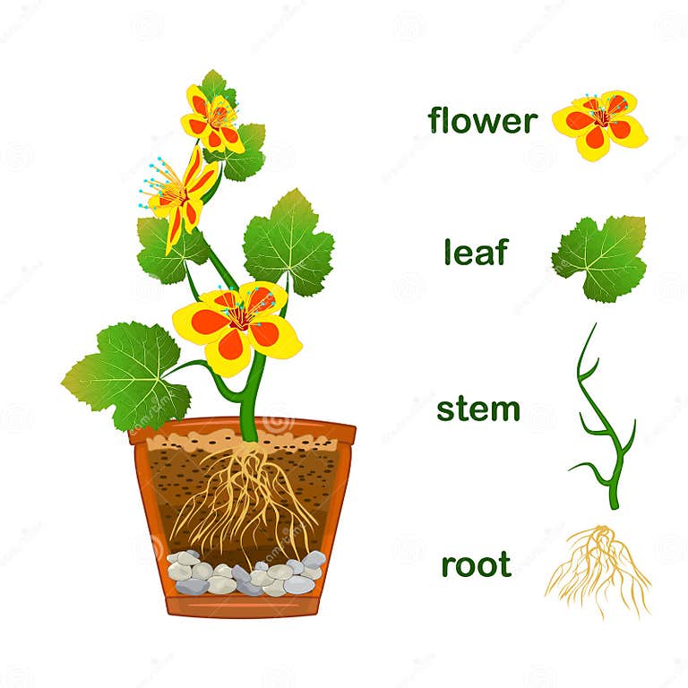Parts of Plant. Scheme with Titles of Plant Part with Leaves, Flowers