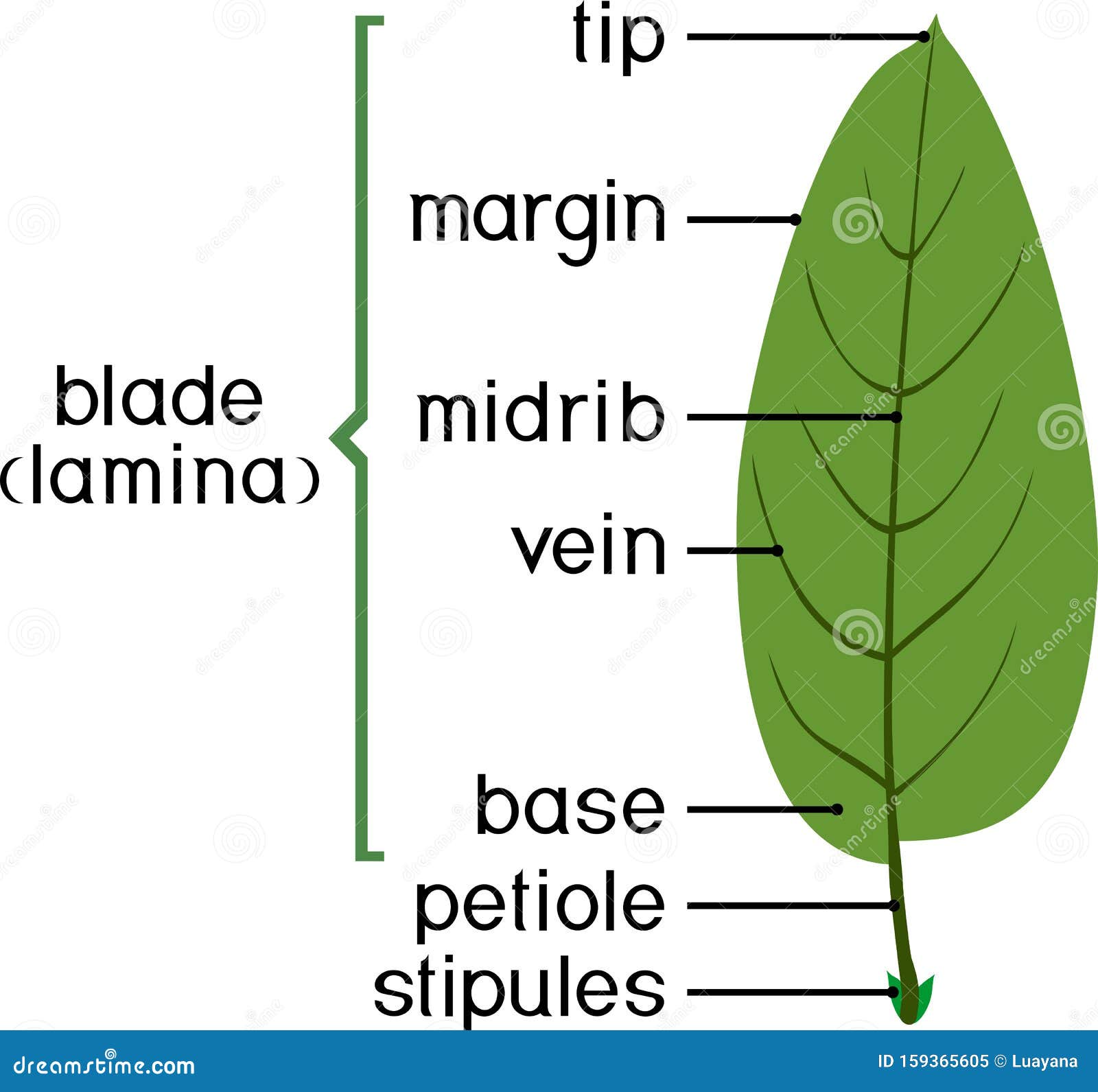 Steam and leaf diagram что это фото 67