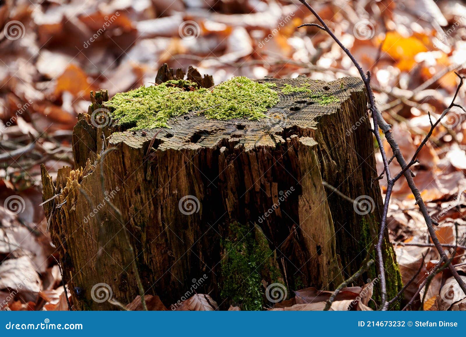 Parts of Tree with Mosses in Forest Stock Photo - Image of woody ...