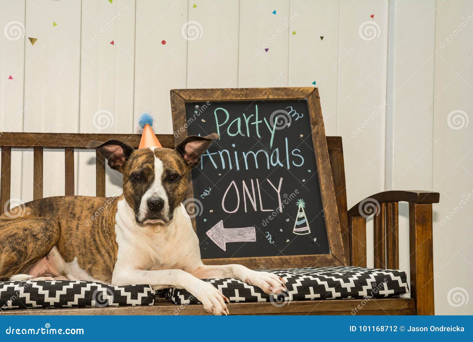 Party Animal stock photo. Image of comical, adorable - 101168712