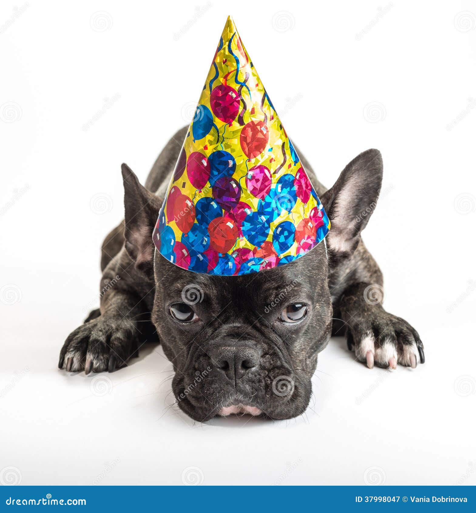 Party Dogs stock image. Image of background, animal, purebred 37998047