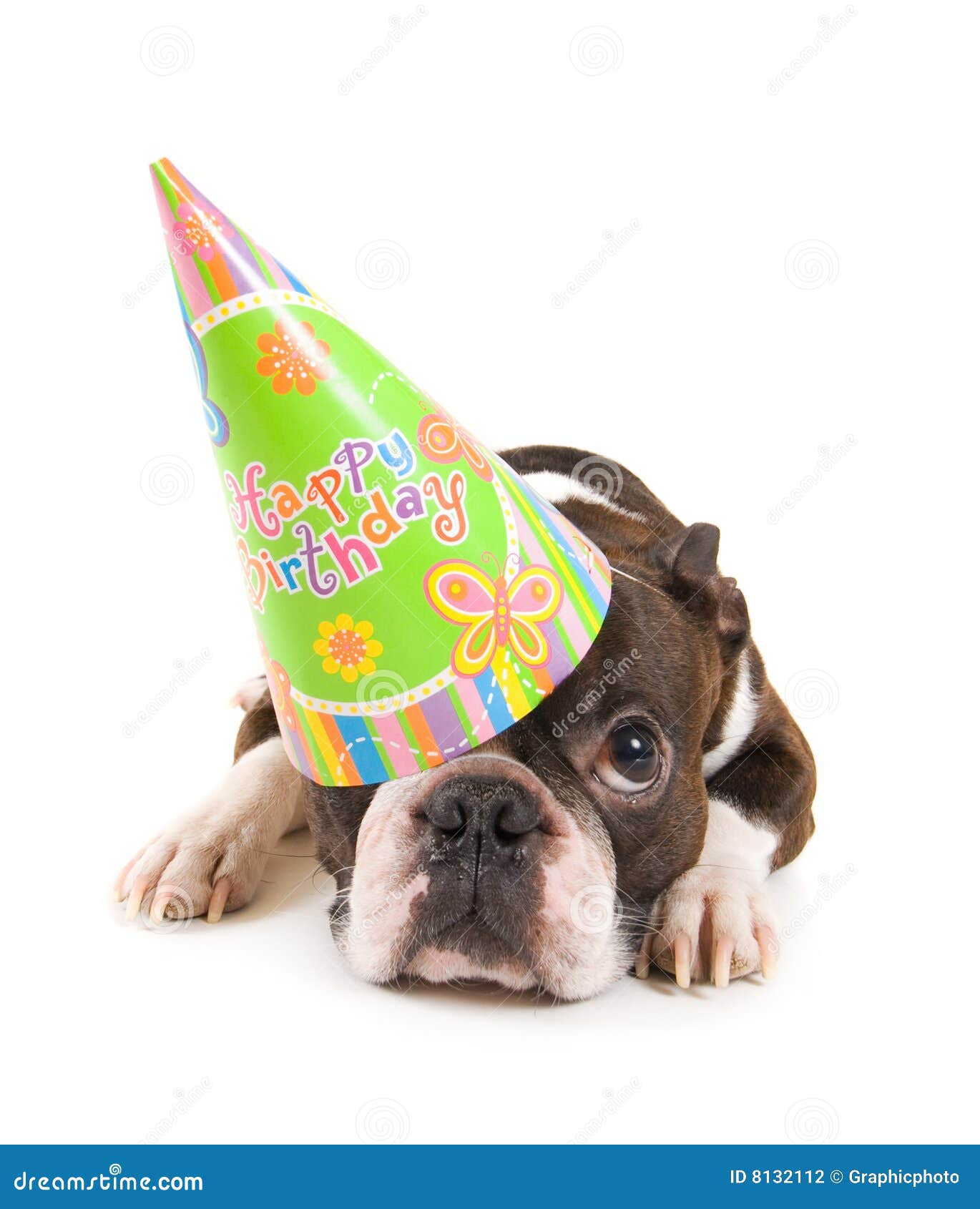 Party Hund stockfoto. Bild von mini, geburtstag, partei 8132112