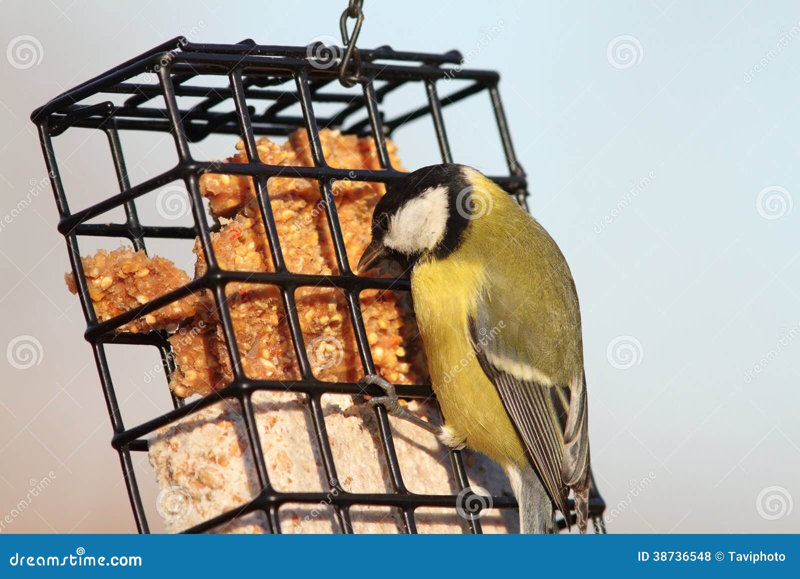 Parus Major Feeding Lard Stock Photos Free & RoyaltyFree Stock