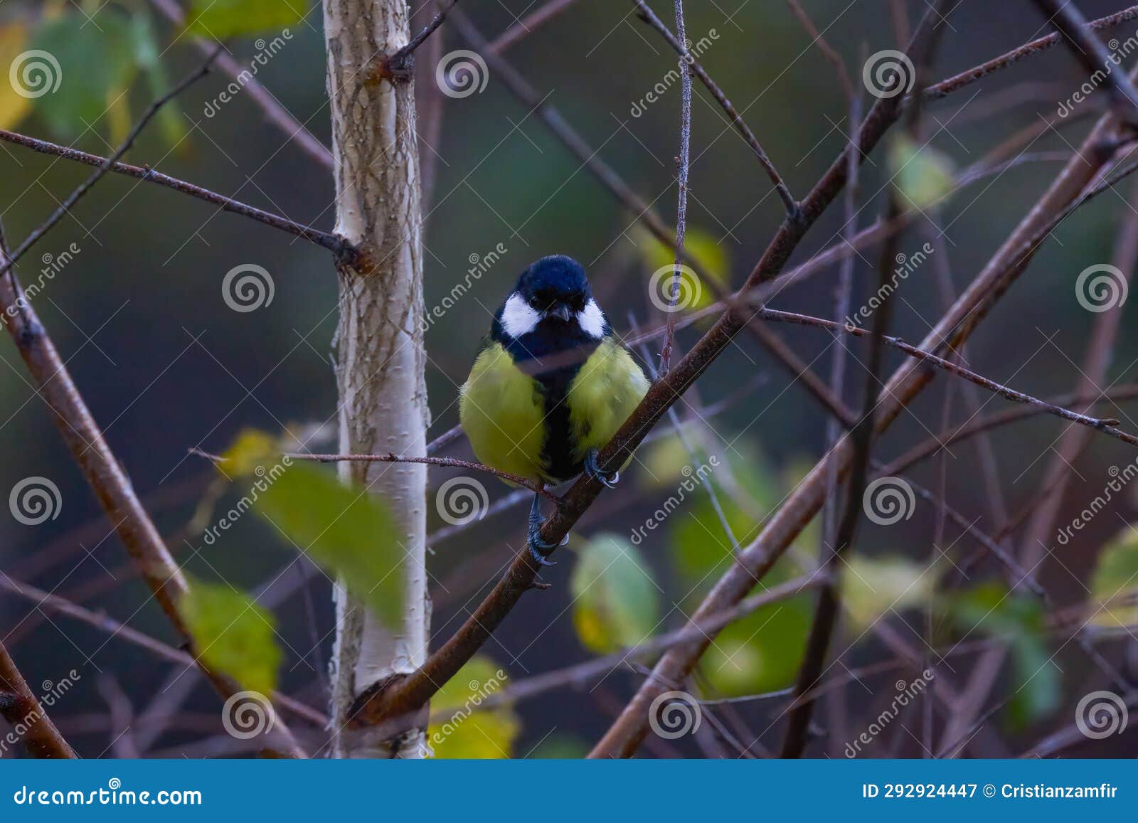 (parus major) is a small sedentary bird of the paridae family, widely distributed throughout europe