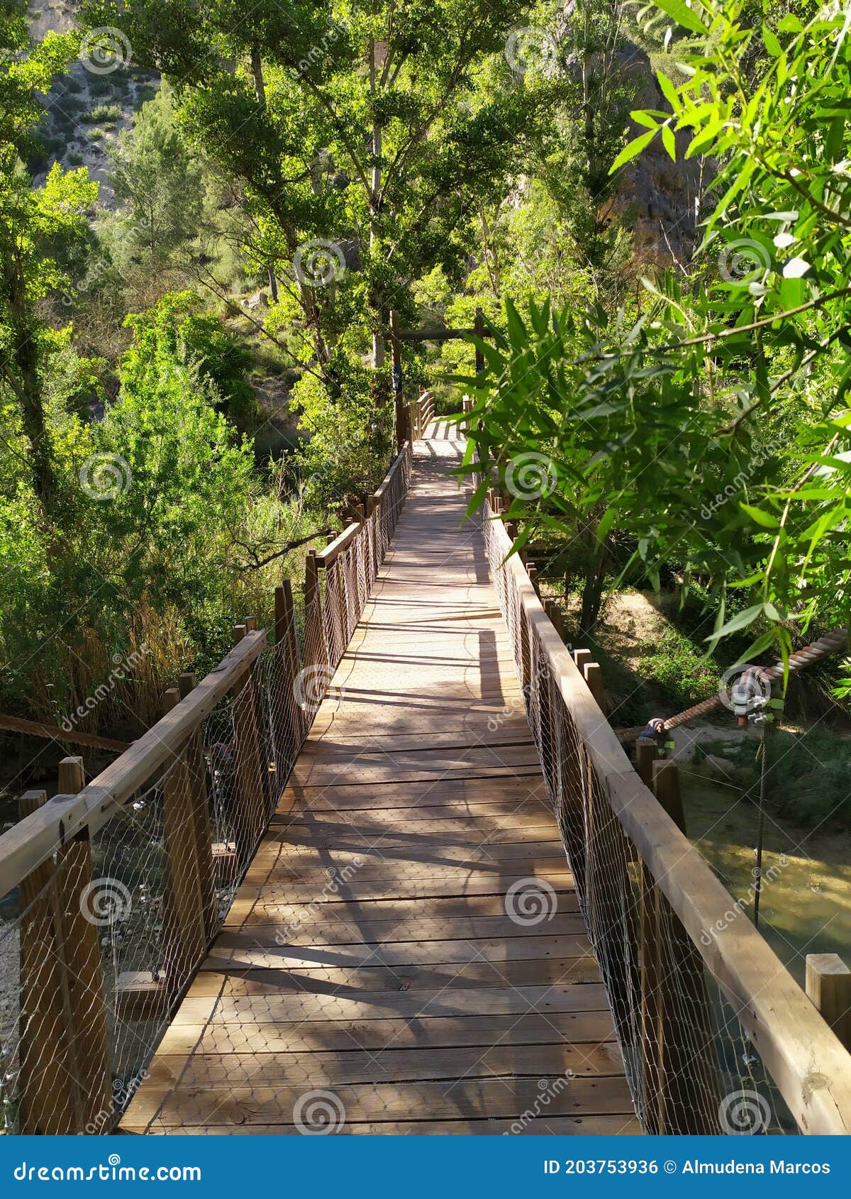 pasarela de madera en el bosque