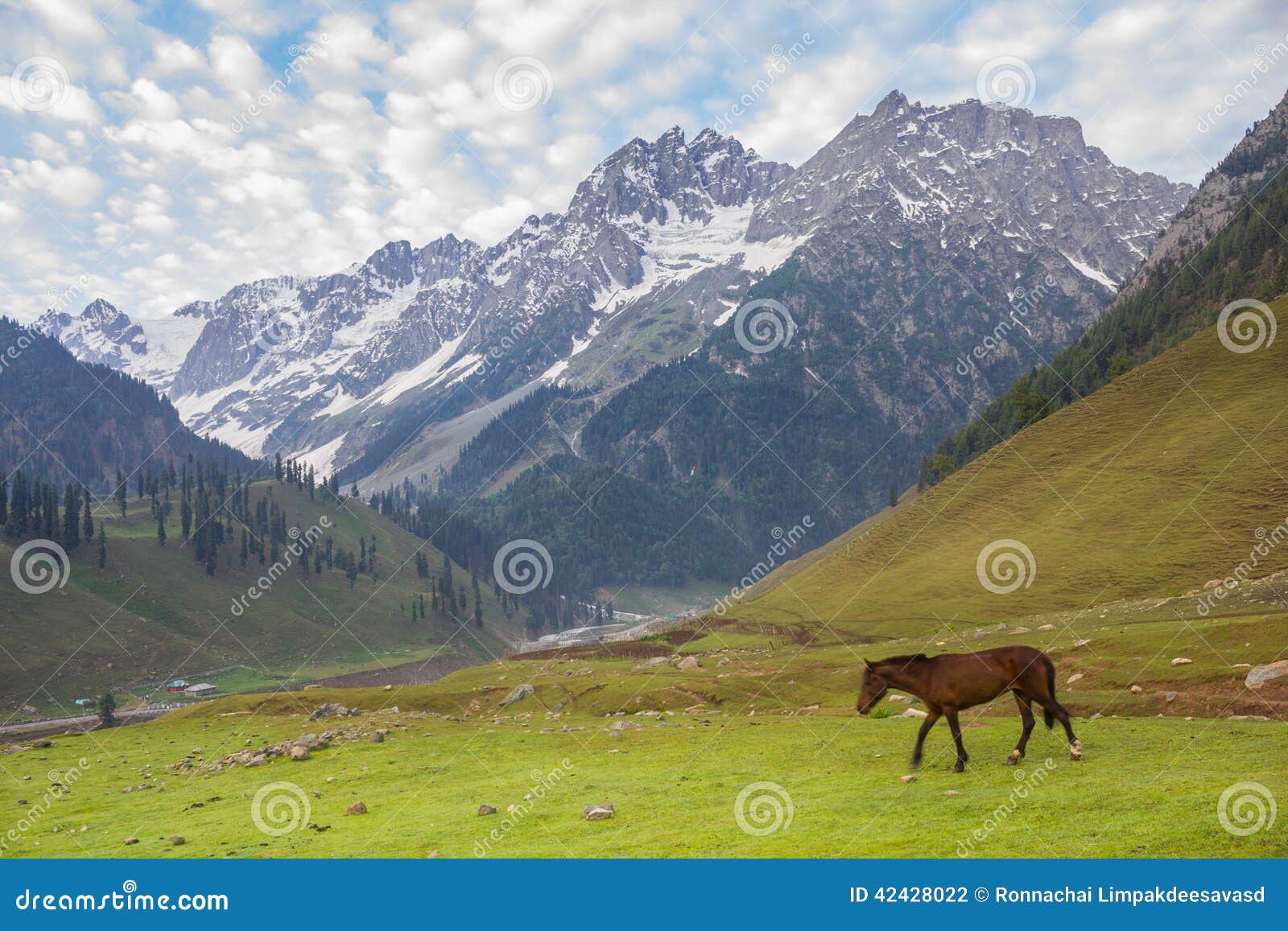 Pascolo dei cavalli nelle montagne. I cavalli di pascolo nelle montagne