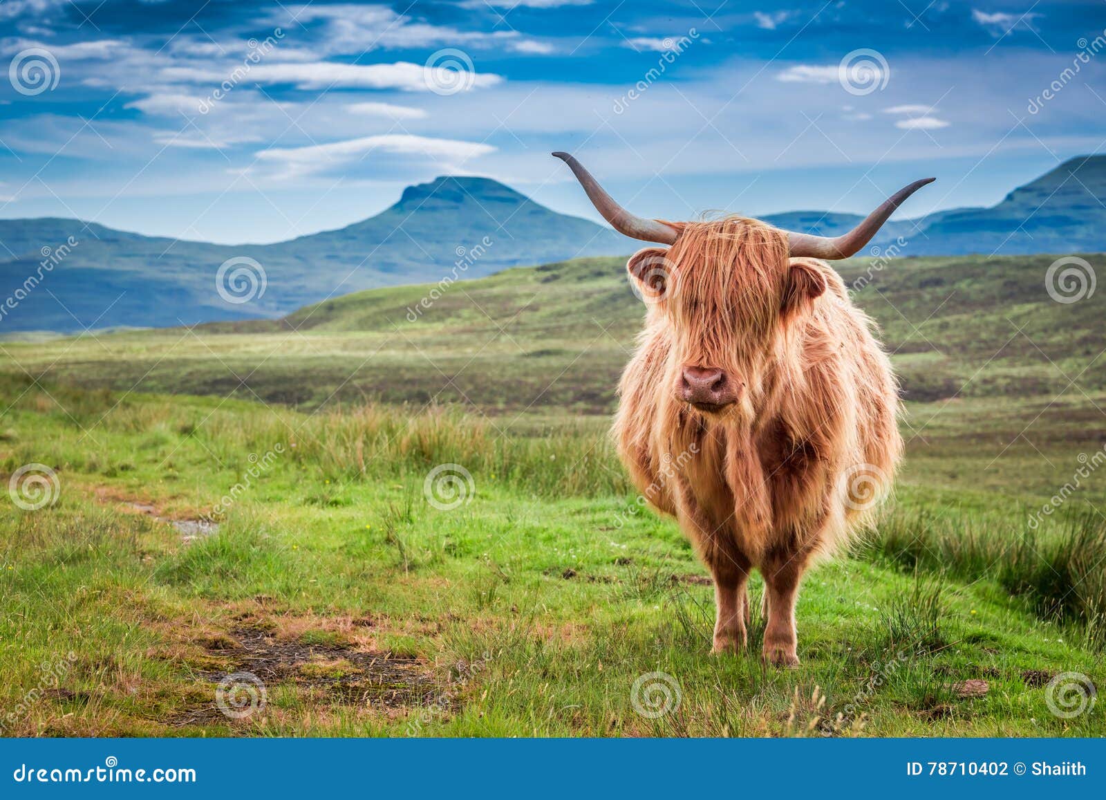 Pascolo Della Mucca Dell Altopiano In Isola Di Skye La Scozia Fotografia Stock Immagine Di Corni Skye 78710402