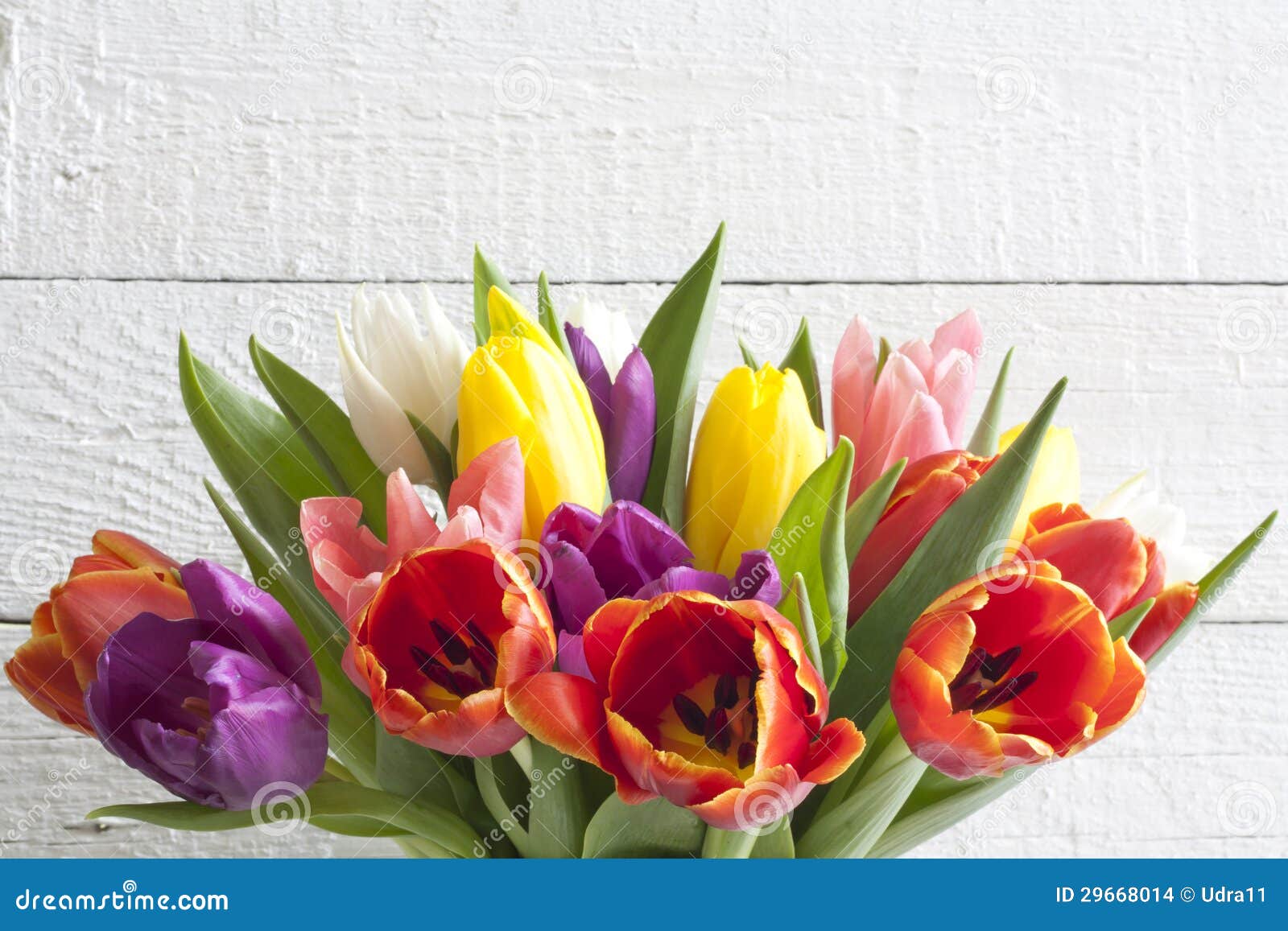 Pasen Van De Lente Kleurrijke Tulpen Op Witte Uitstekende Achtergrond ...