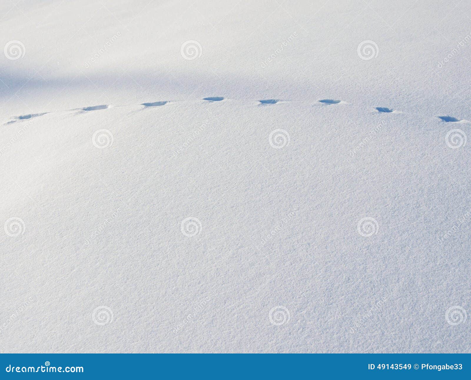 Paseo de gato. Rastros de la pata del lince en la nieve fresca