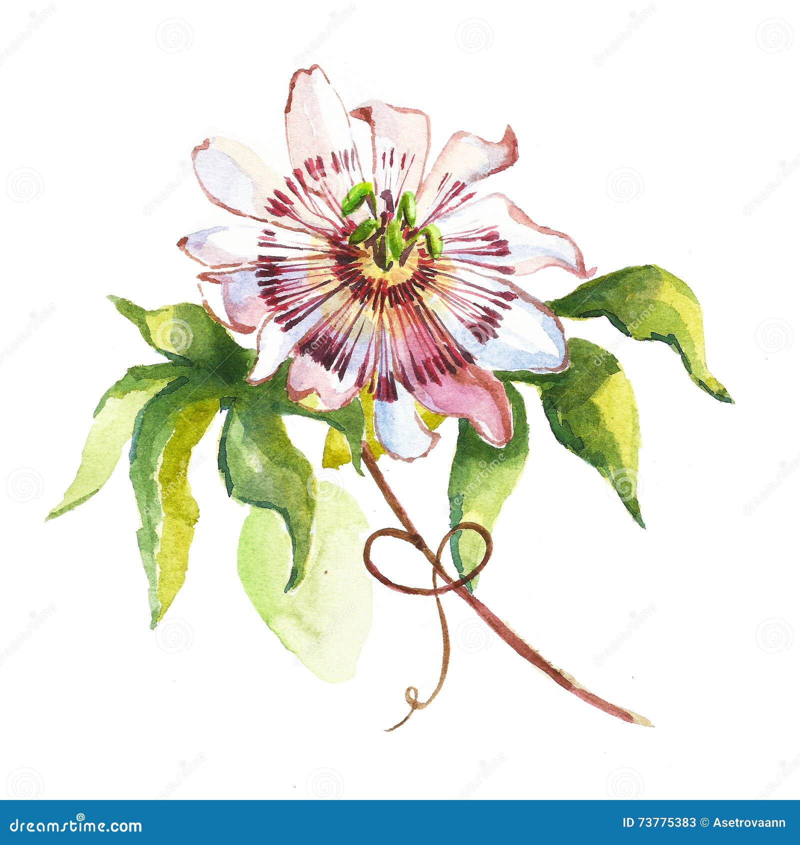 Pasionaria De La Flor De La Acuarela Stock de ilustración - Ilustración de verano, flor: 73775383 Pasionaria De La Flor De La Acuarela Stock de ilustración - Ilustración de verano, flor: 73775383