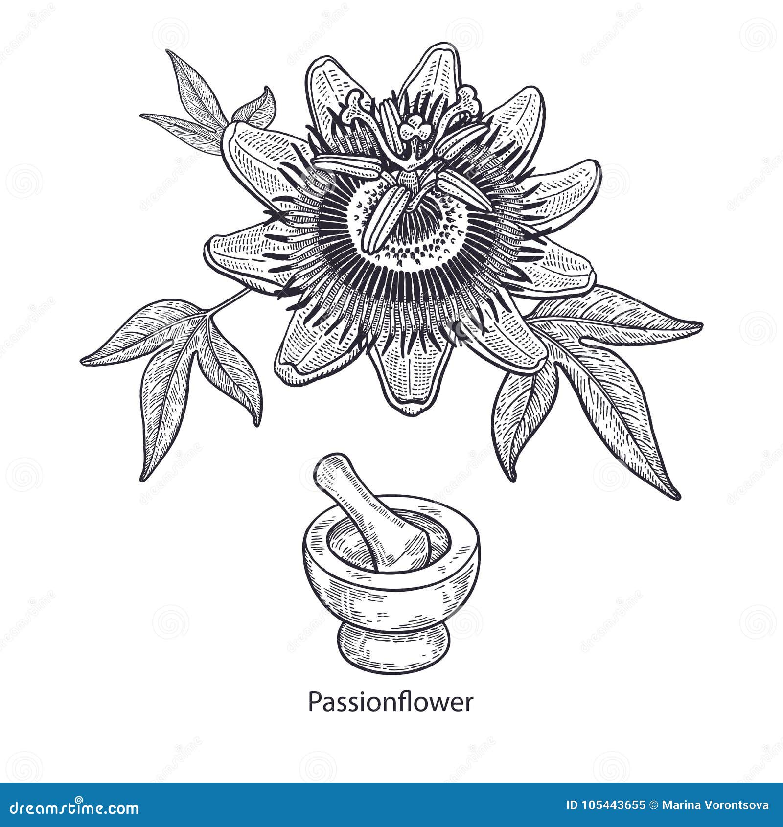 Pasionaria Médica De La Planta Ilustración del Vector - Ilustración de  fondo, flora: 105443655