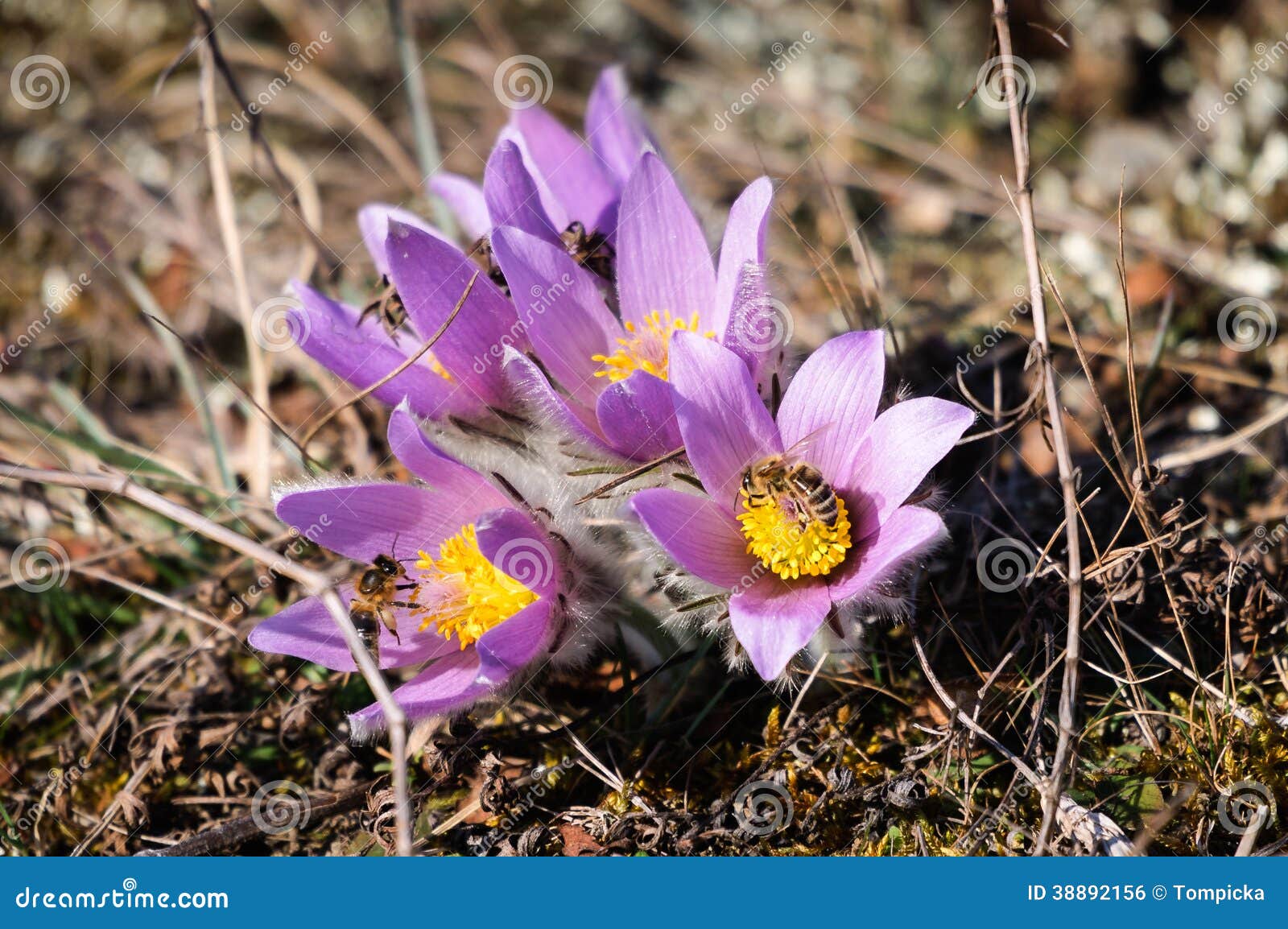 Pasqueflower Early Spring Flower Stock Photo Image of meadow
