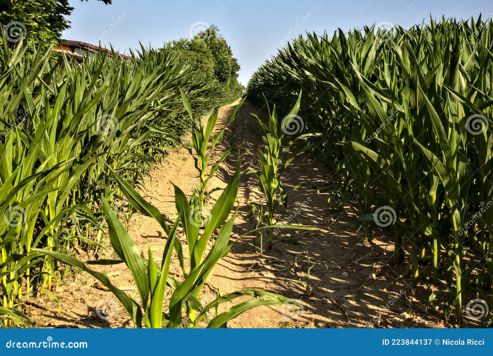 Passagem No Meio De Um Campo De Milho No Pôr Do Sol No Verão Imagem de  Stock - Imagem de terra, contagem: 223844137