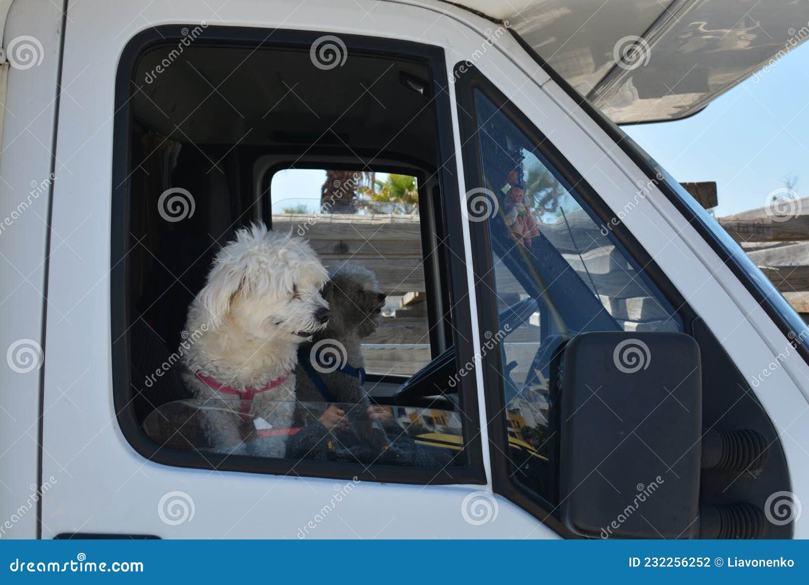 passangers. two white dogs in the car cabin.