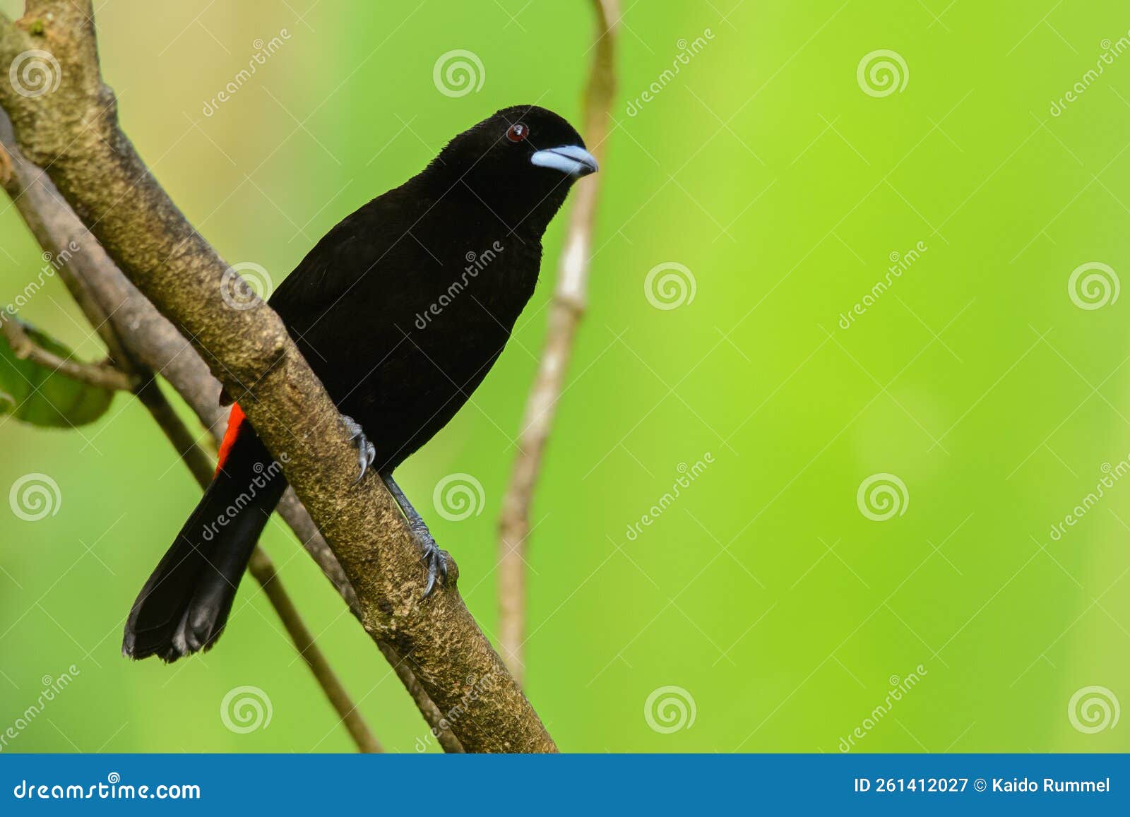 scarlet-rumped tanager male