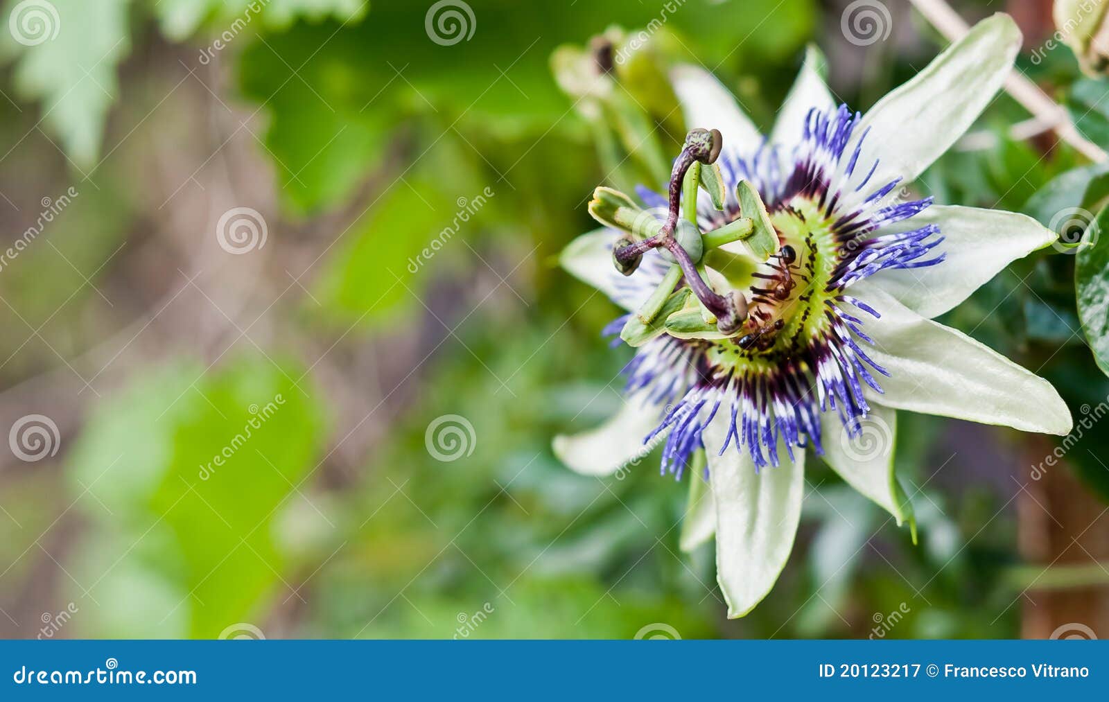 passiflora