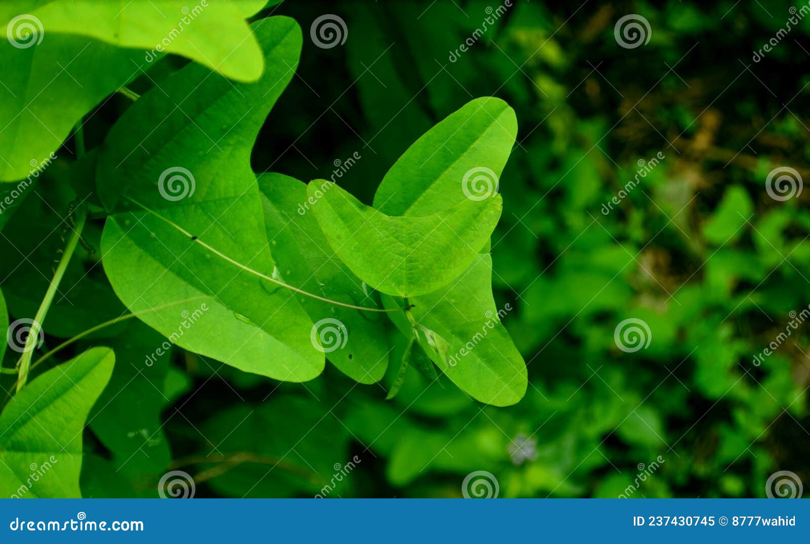 passiflora biflora