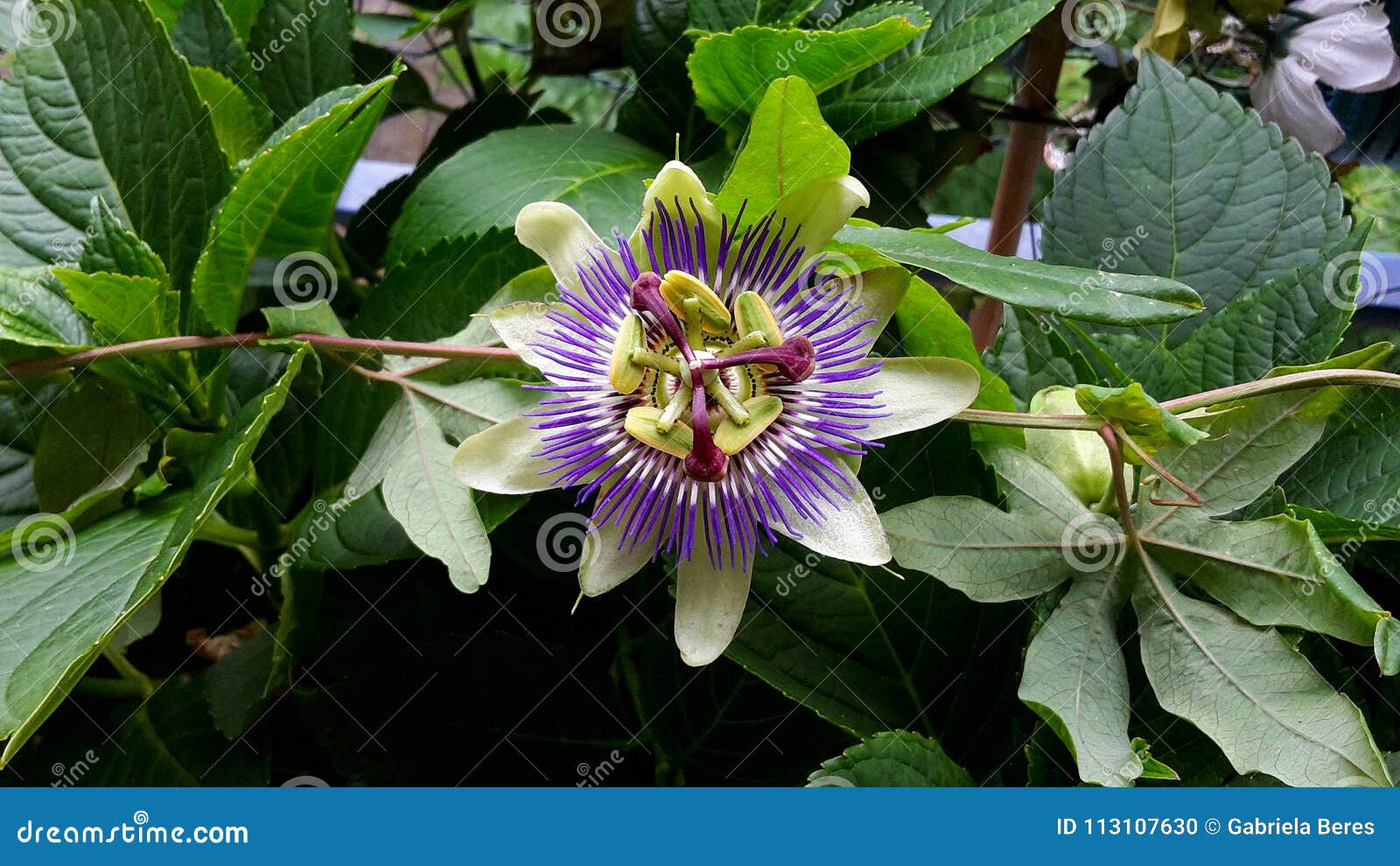 Passiflora Caerulea Blue Crown Flower Stock Photo Image Of Close Crown 113107630